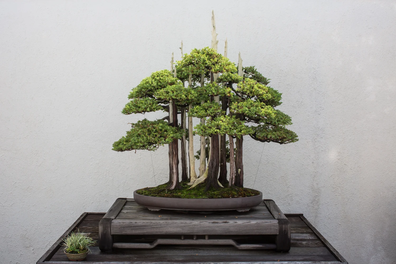 ziergras bambus Fargesia scabrida 'Asian Wonder' / Roter Bambus XXL main image 0