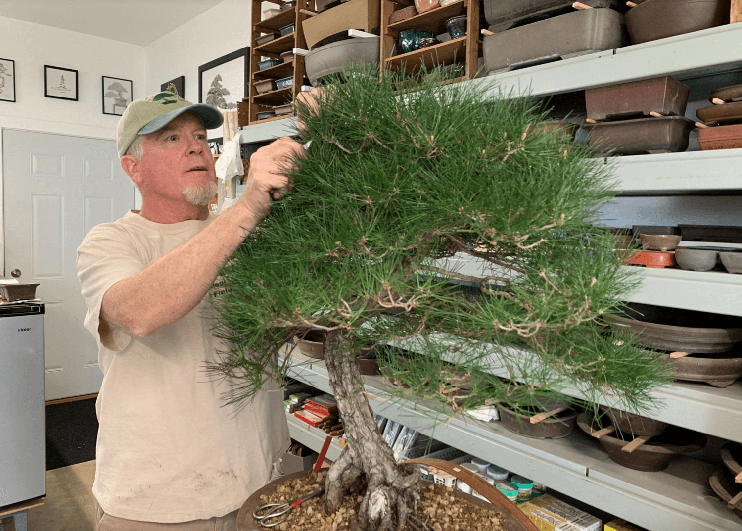 The Bonsai Board: Mark Fields  National Bonsai Foundation