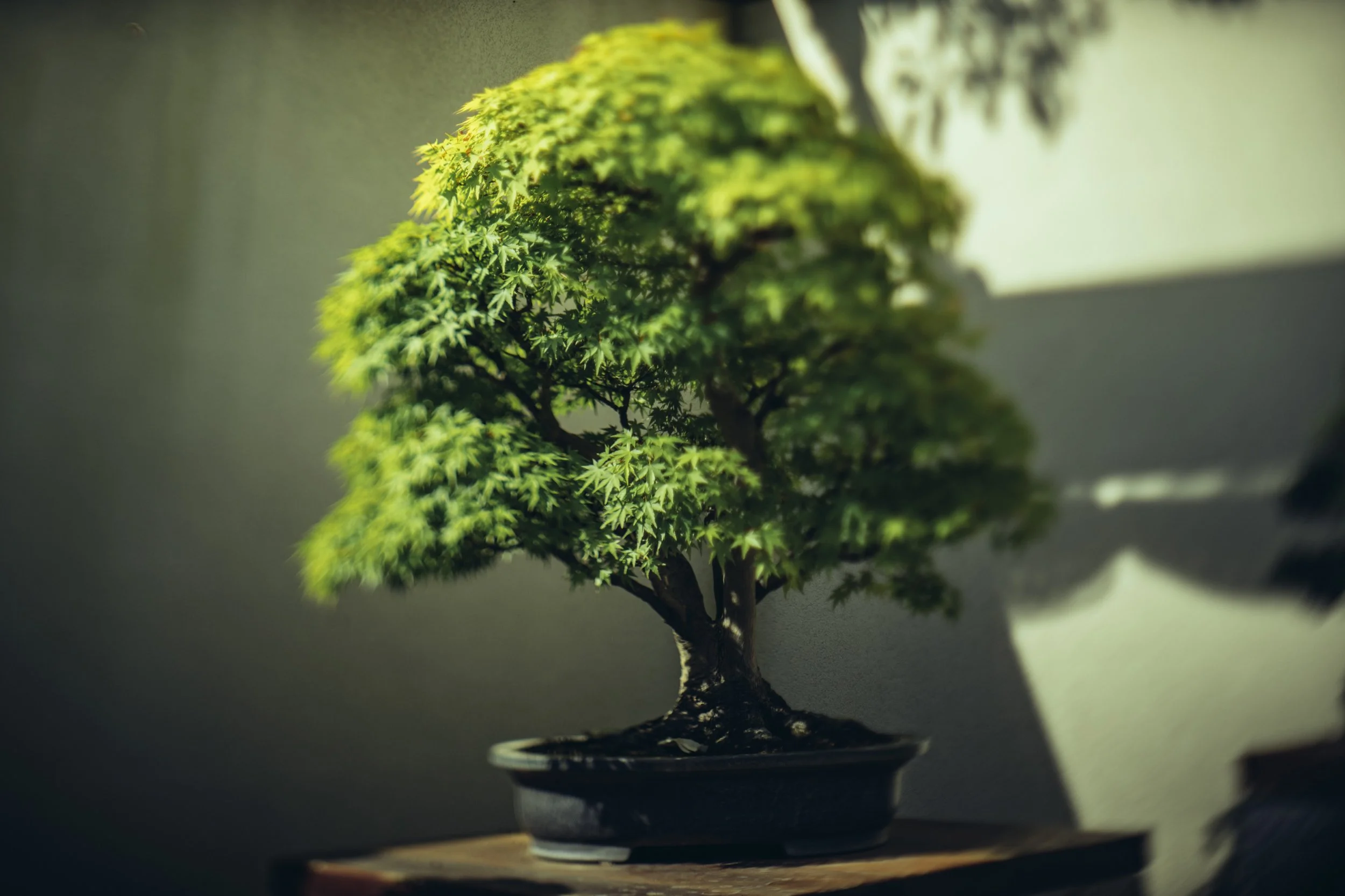 Bonsai: A Look Sideways