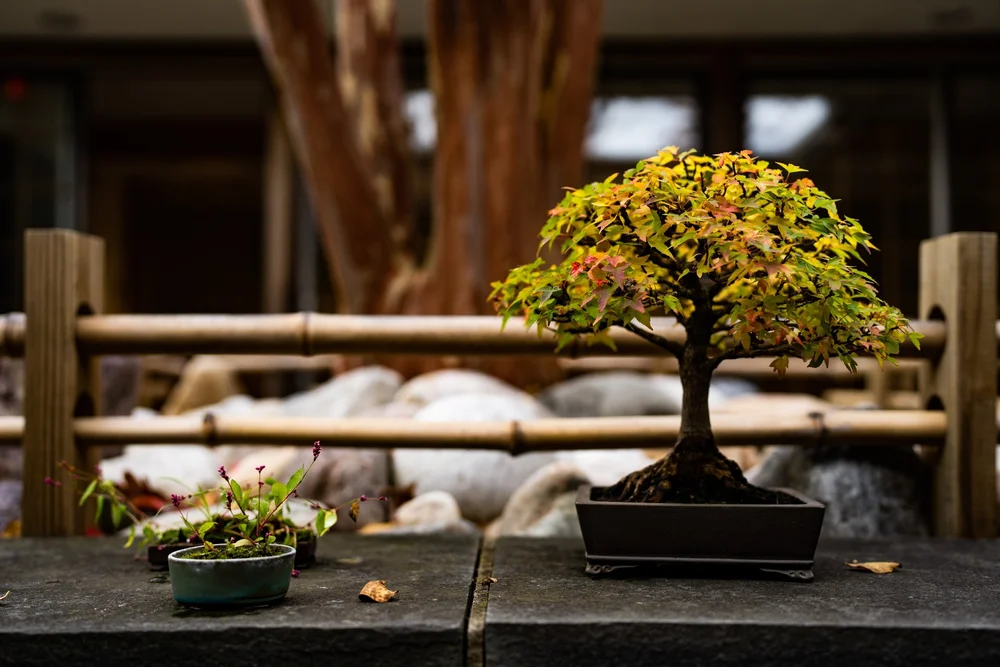 bonsai starter set erfahrungen Bonsai Tree Grow Kit