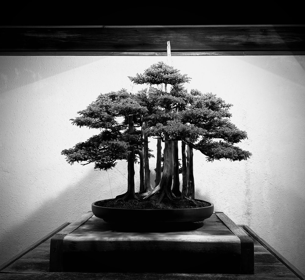 “Goshin” Chinese Juniper, in training since 1953 (North American Collection)