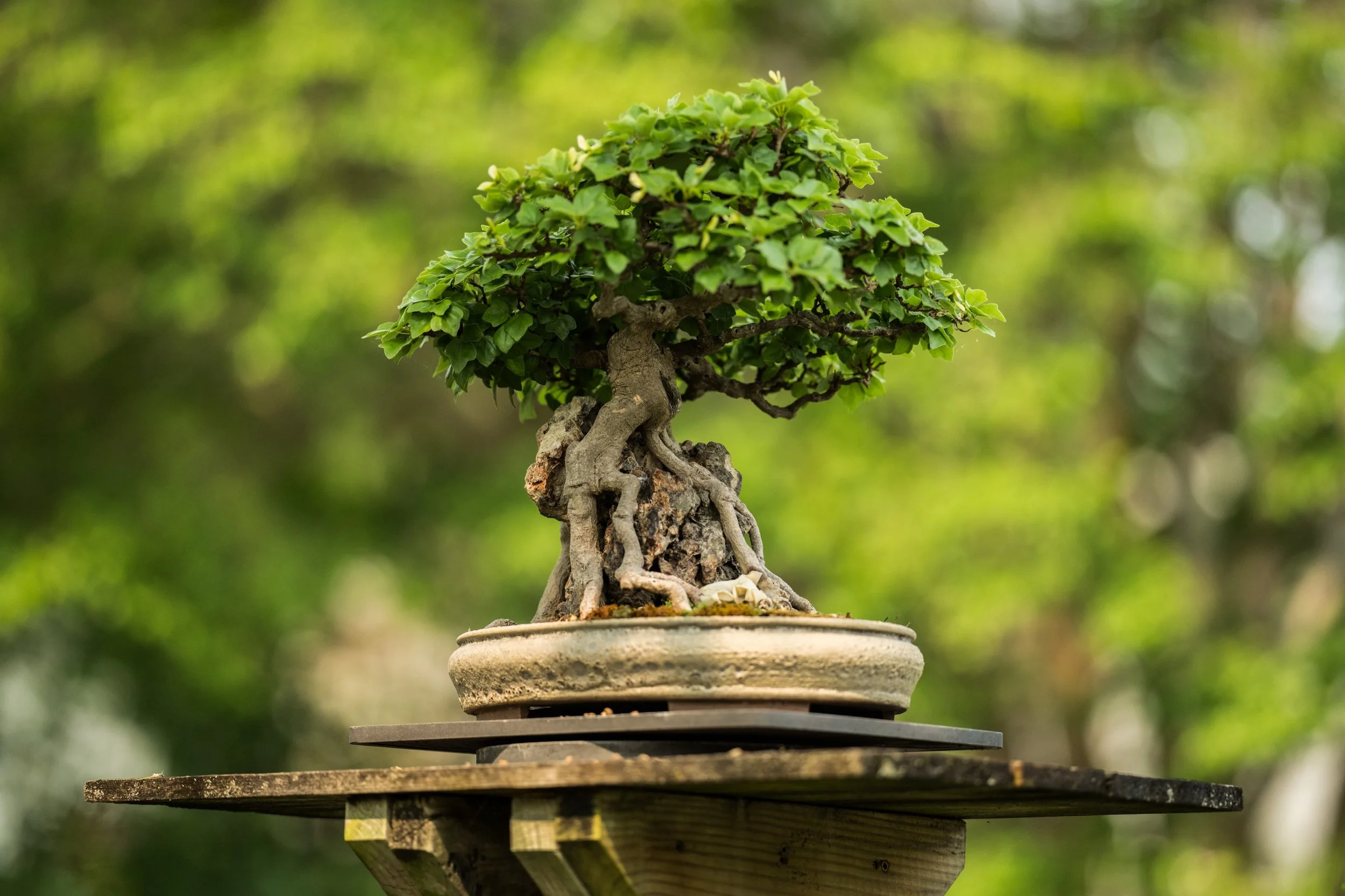 George Weyerhaeuser Pacific Rim Bonsai Collection — Bonsai