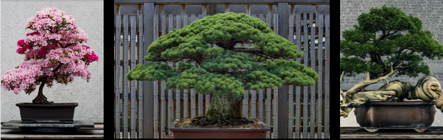 money tree bonsai plant Braided Money Tree Kokedama