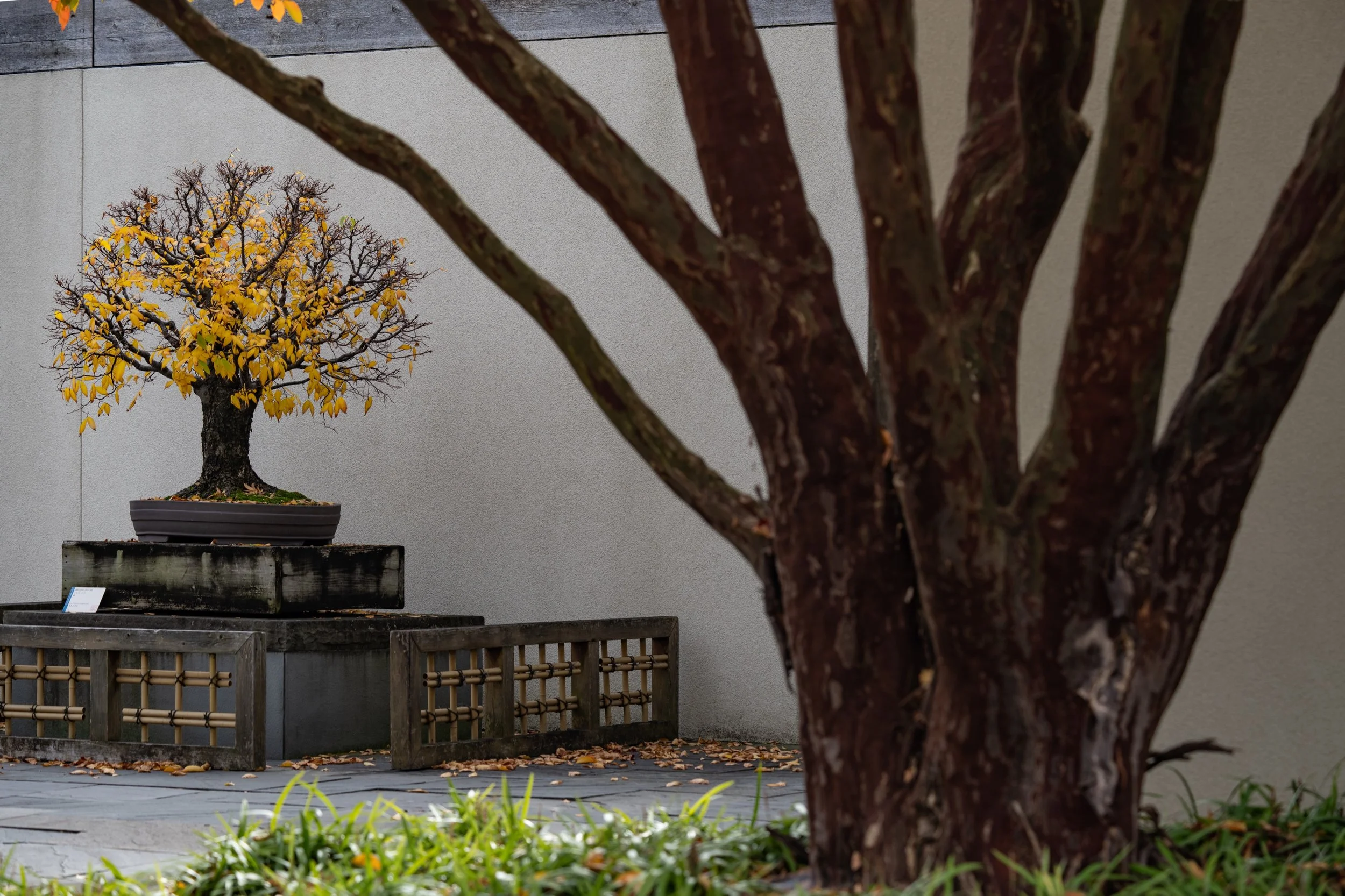 Photographing Bonsai with Stephen Voss: Trees in Transition