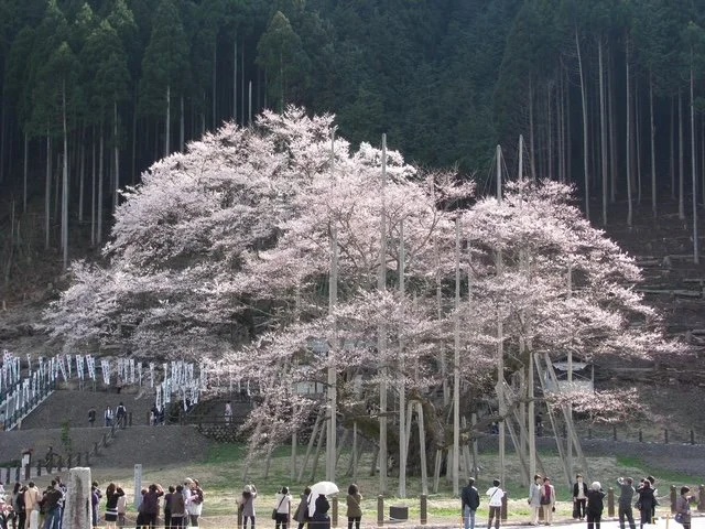 Exhibit: Sakura Orihon, Diary of a Cherry Blossom Journey