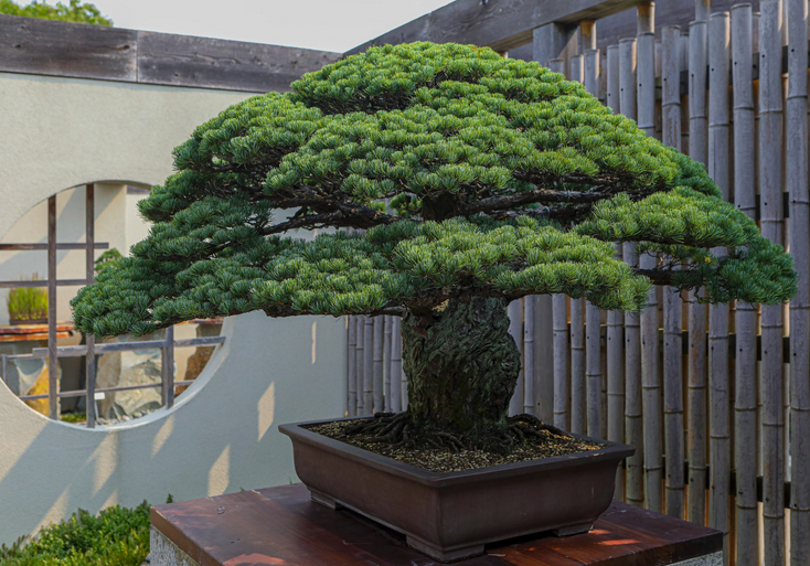 The Yamaki Pine: A story of resilience, dedication, and care