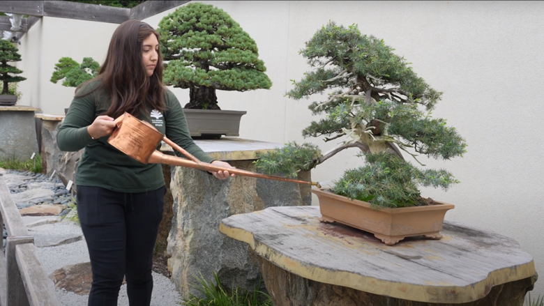 History of the Bonsai Tree – J-Life International