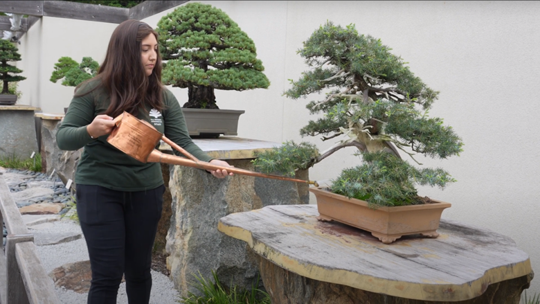 Pulling pine needles - Bonsai Tonight