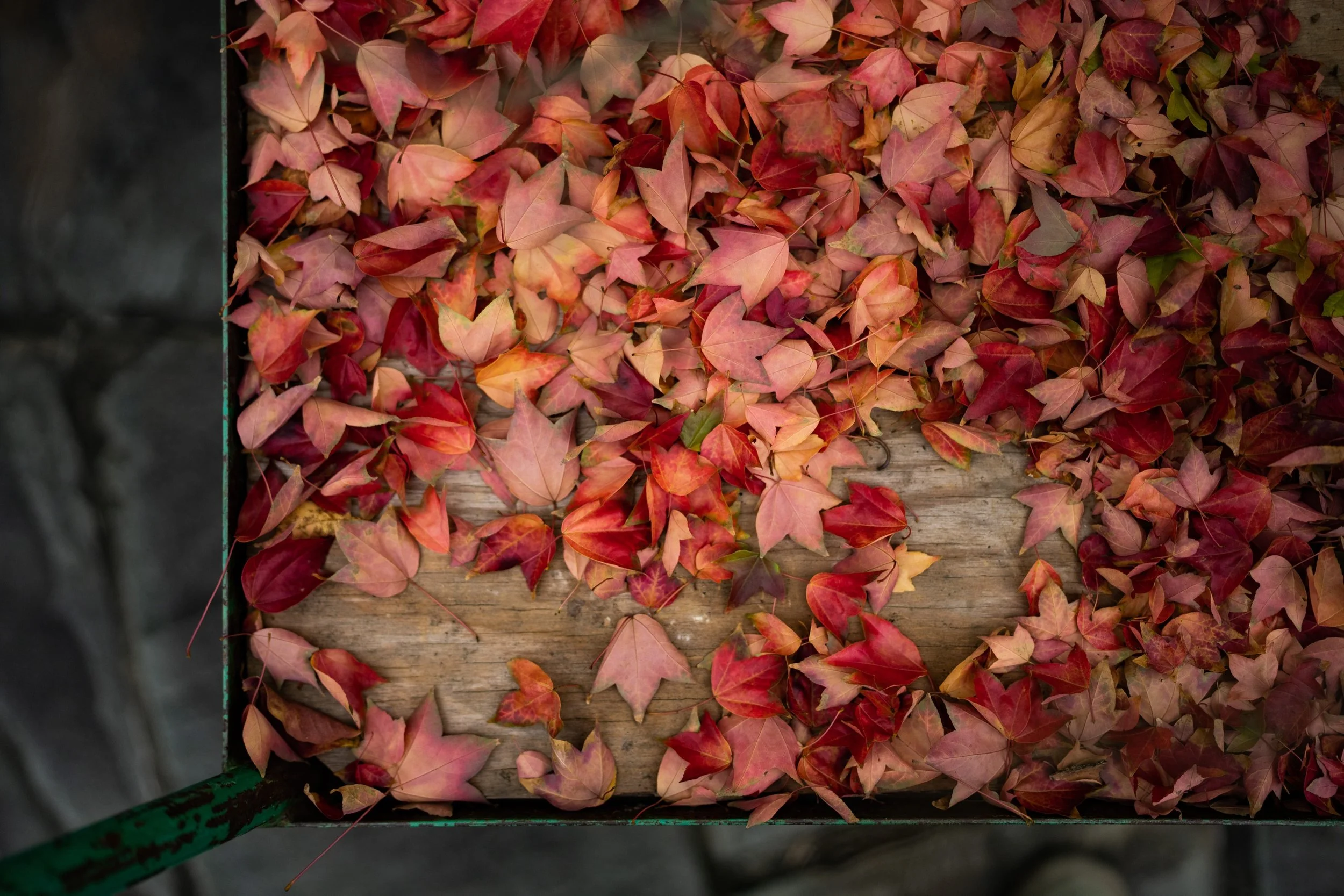 Photographing Bonsai with Stephen Voss: An October Morning at the Museum