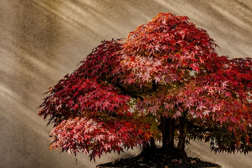 Blog  National Bonsai Foundation