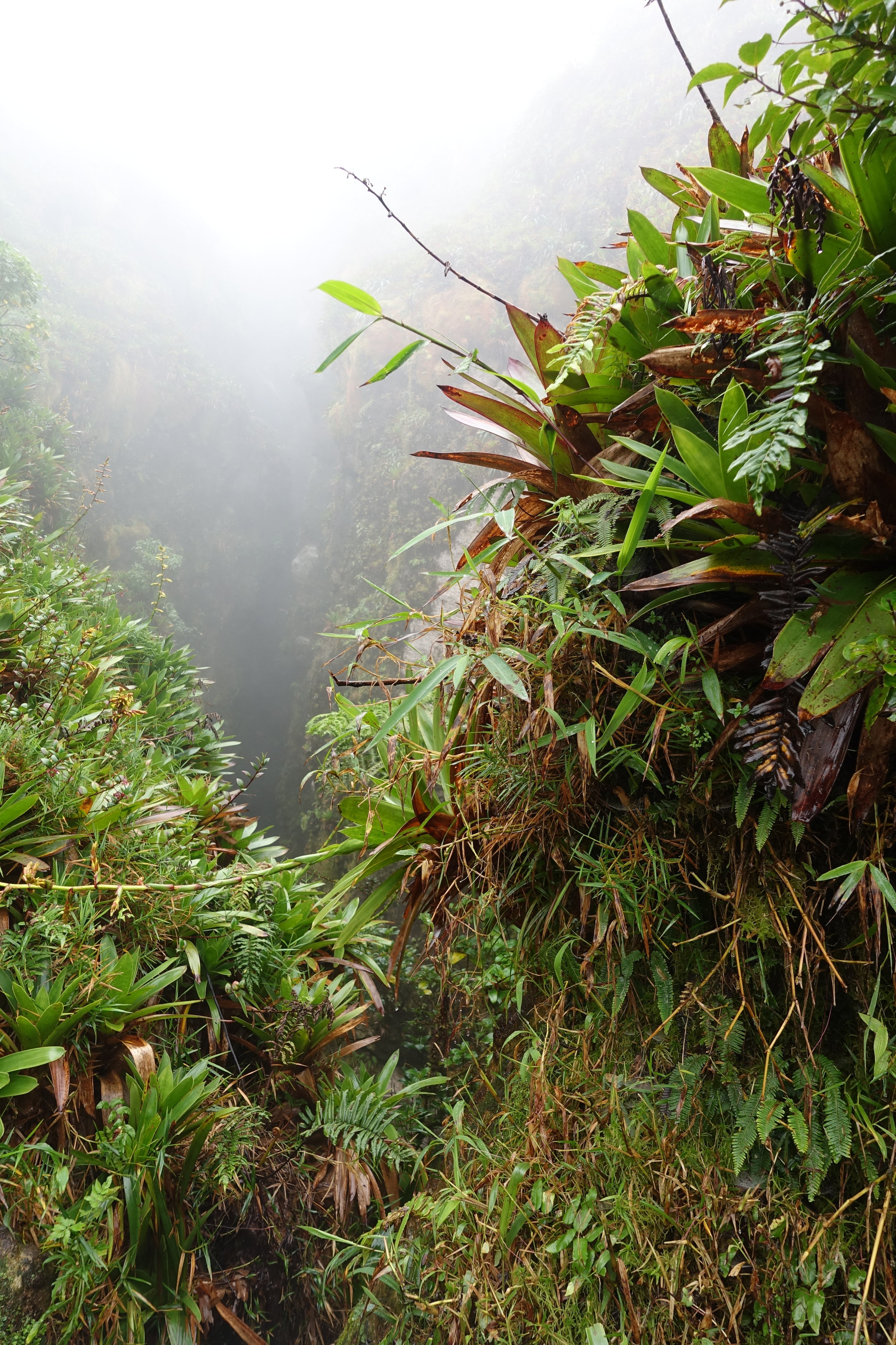  La Grande Soufrière volcano, Basse-Terre, Guadeloupe. 