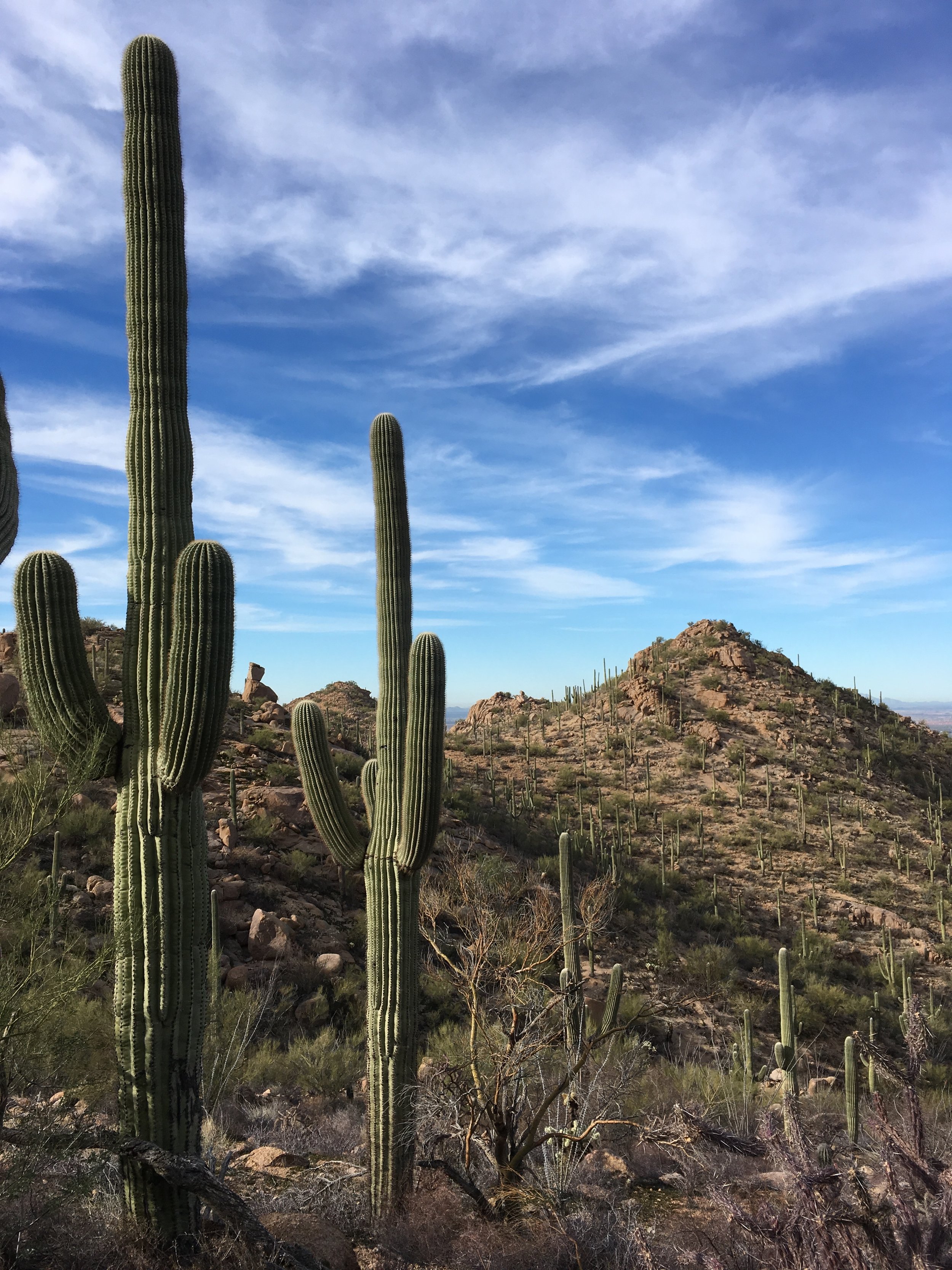  Saguaro National Park West, Tucson, Arizona. 