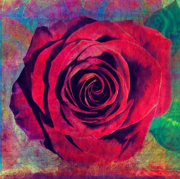 red_rose.jpg