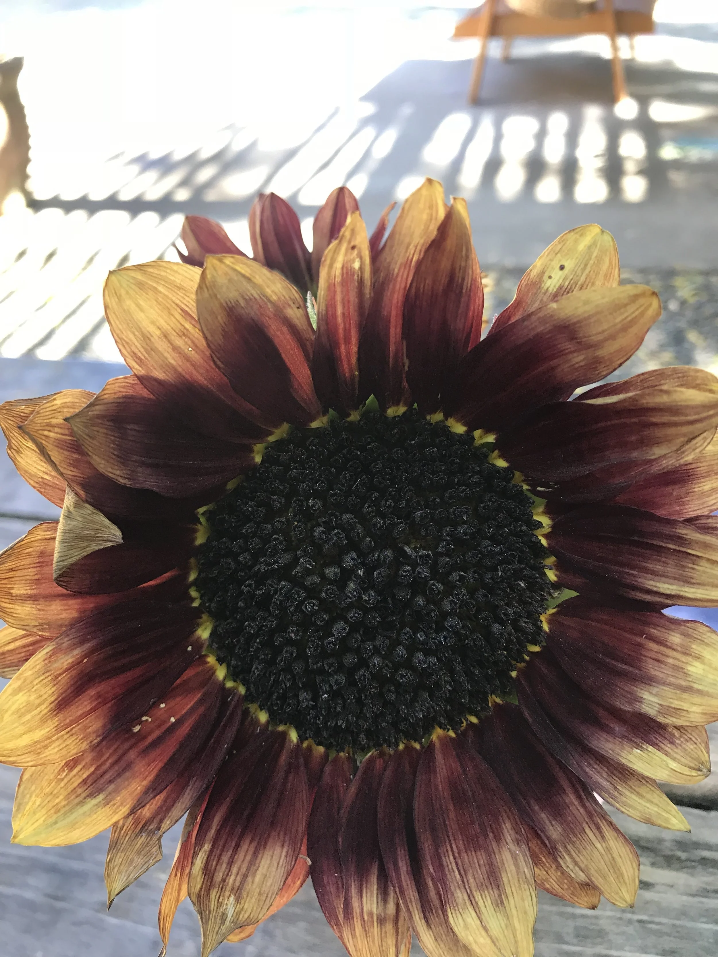 14B1FA47-AFF7-490E-AF60-DB30599D67A8.jpeg