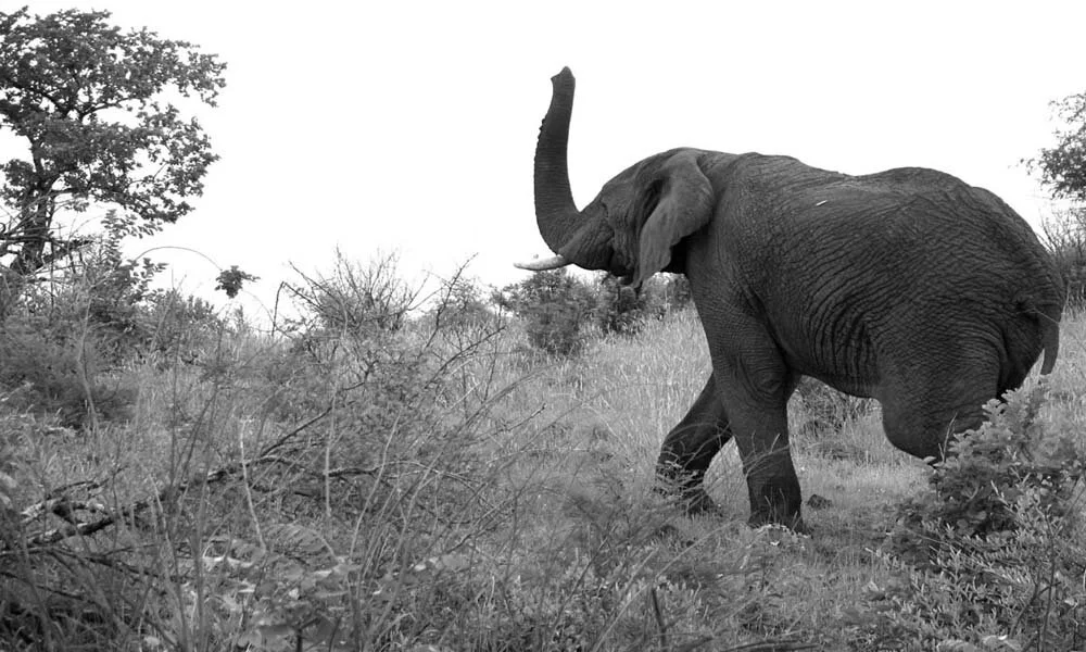 10 ElephTrunk.jpg