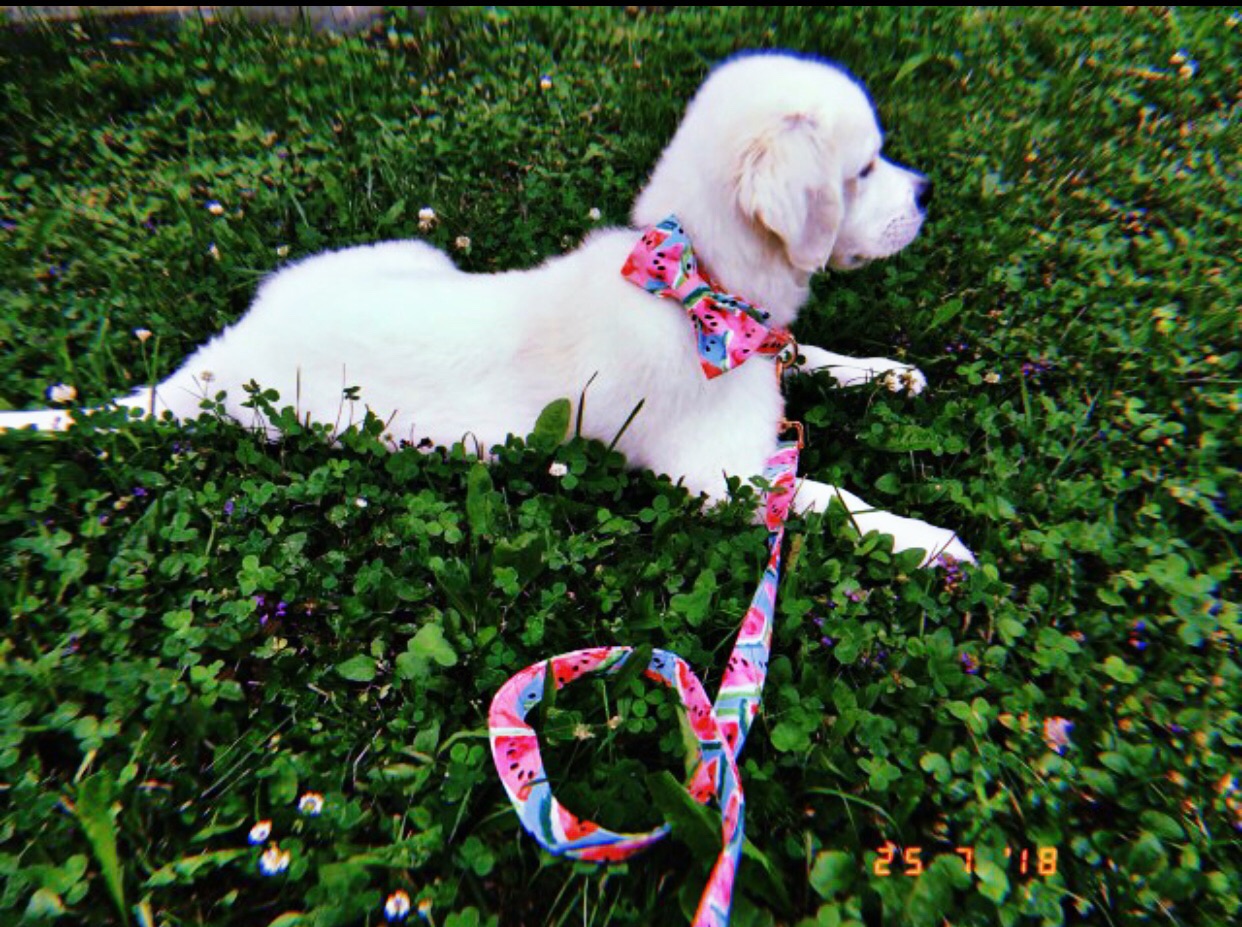 dog14.jpg