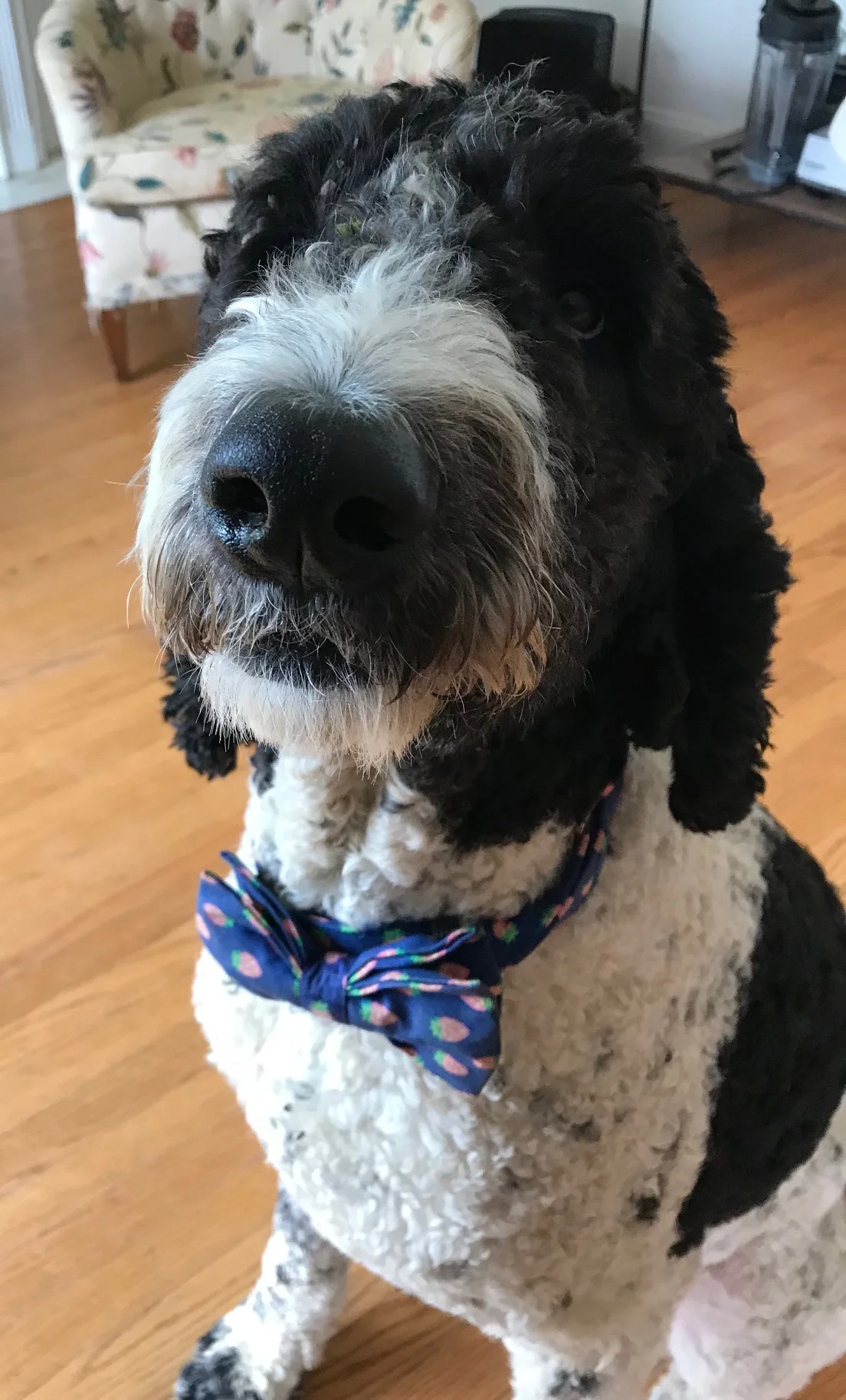 straw dog collar.jpg