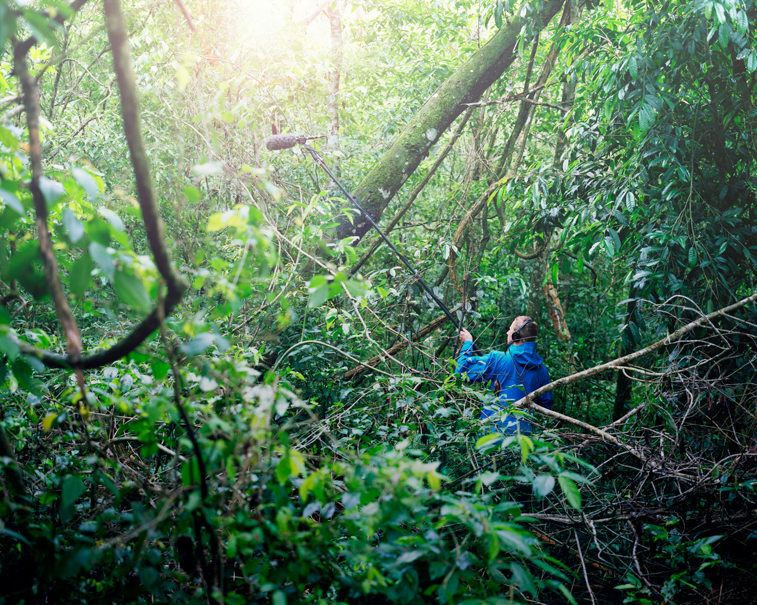 15-SOUNDS-IguazuJungle.jpg