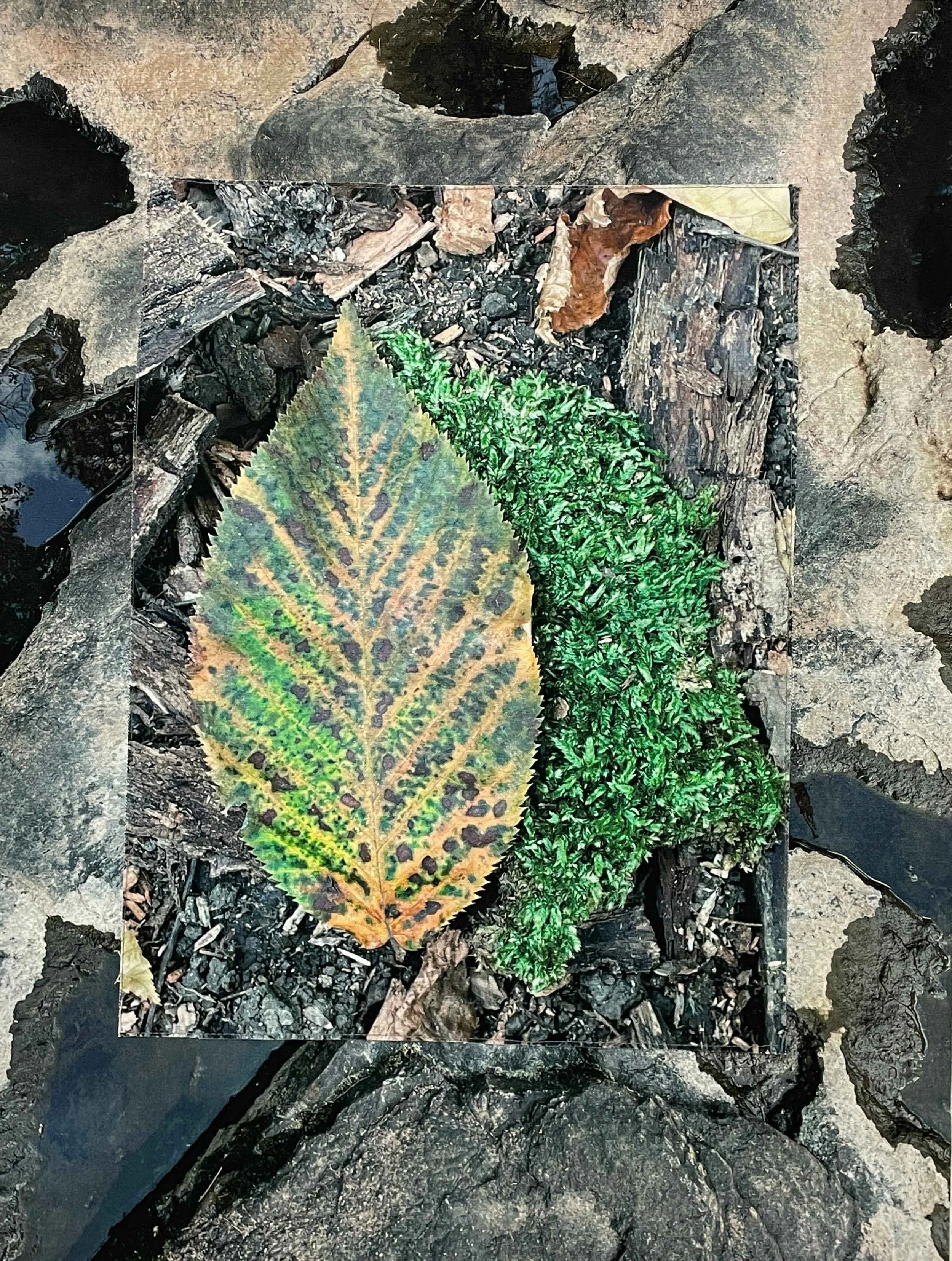 Mineral Time, between Wear and Growth \ Temps minéral, entre l'usure et la pousse