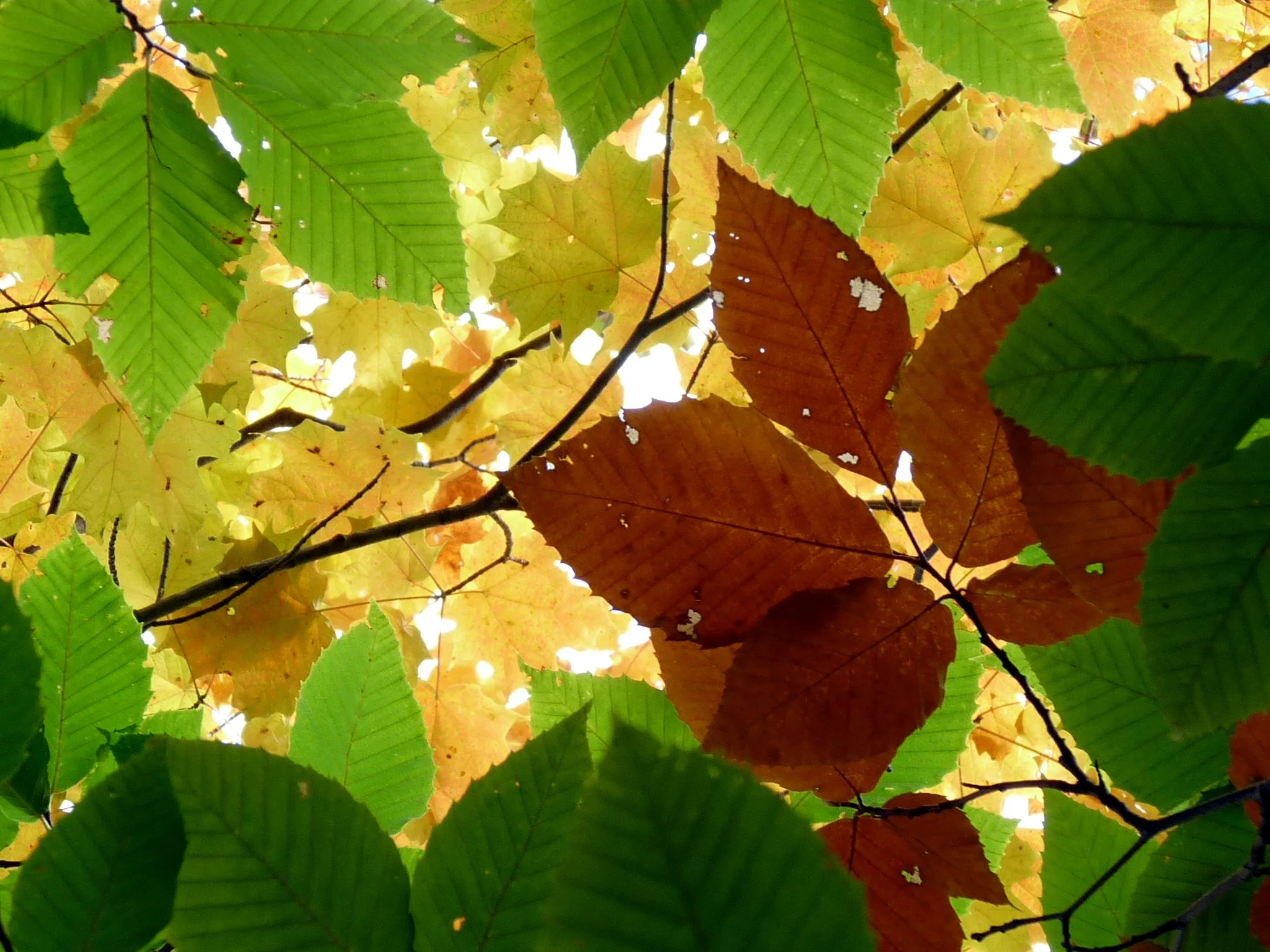 Autumn