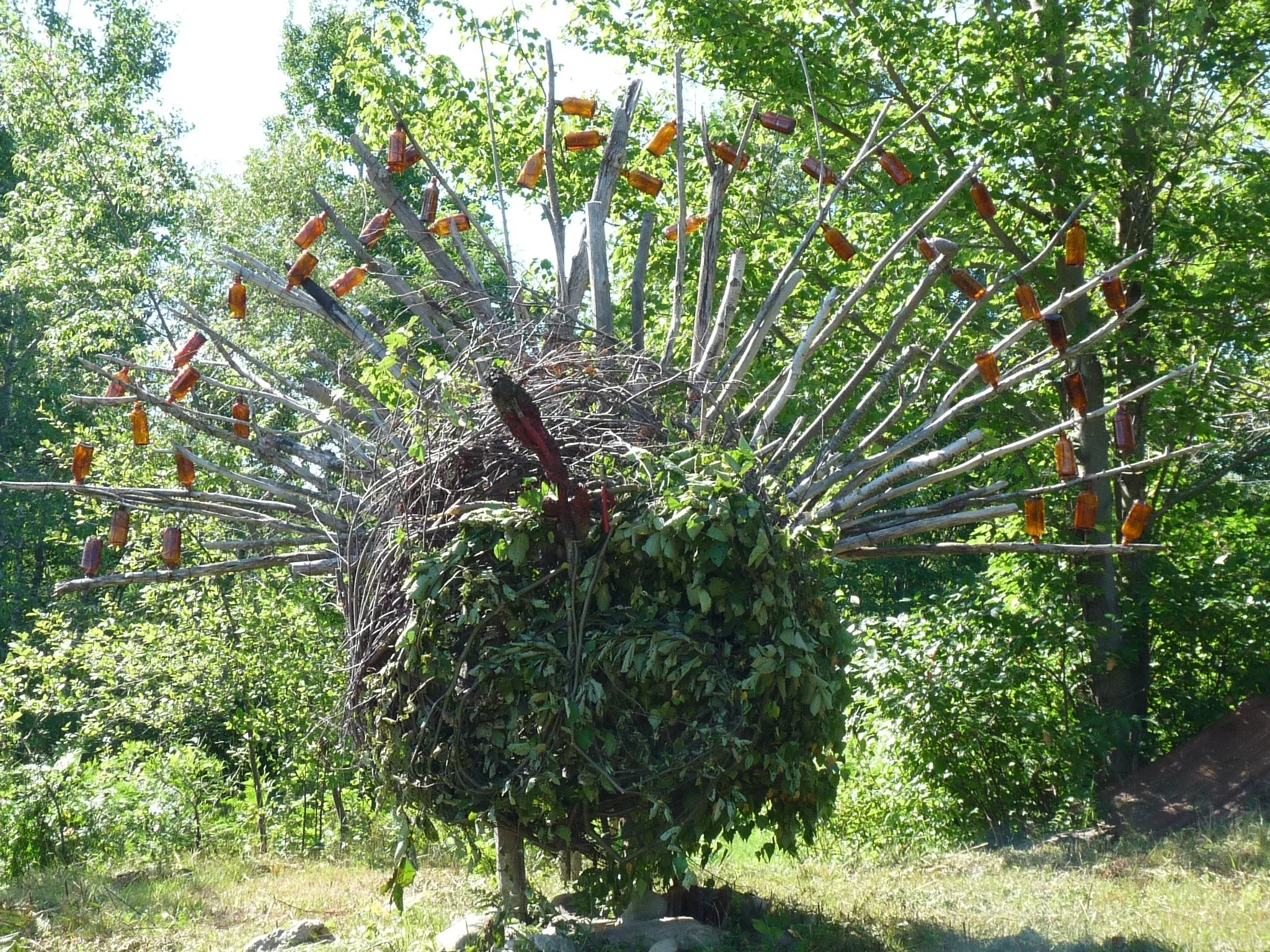 Le dindon sauvage - The Wild Turkey