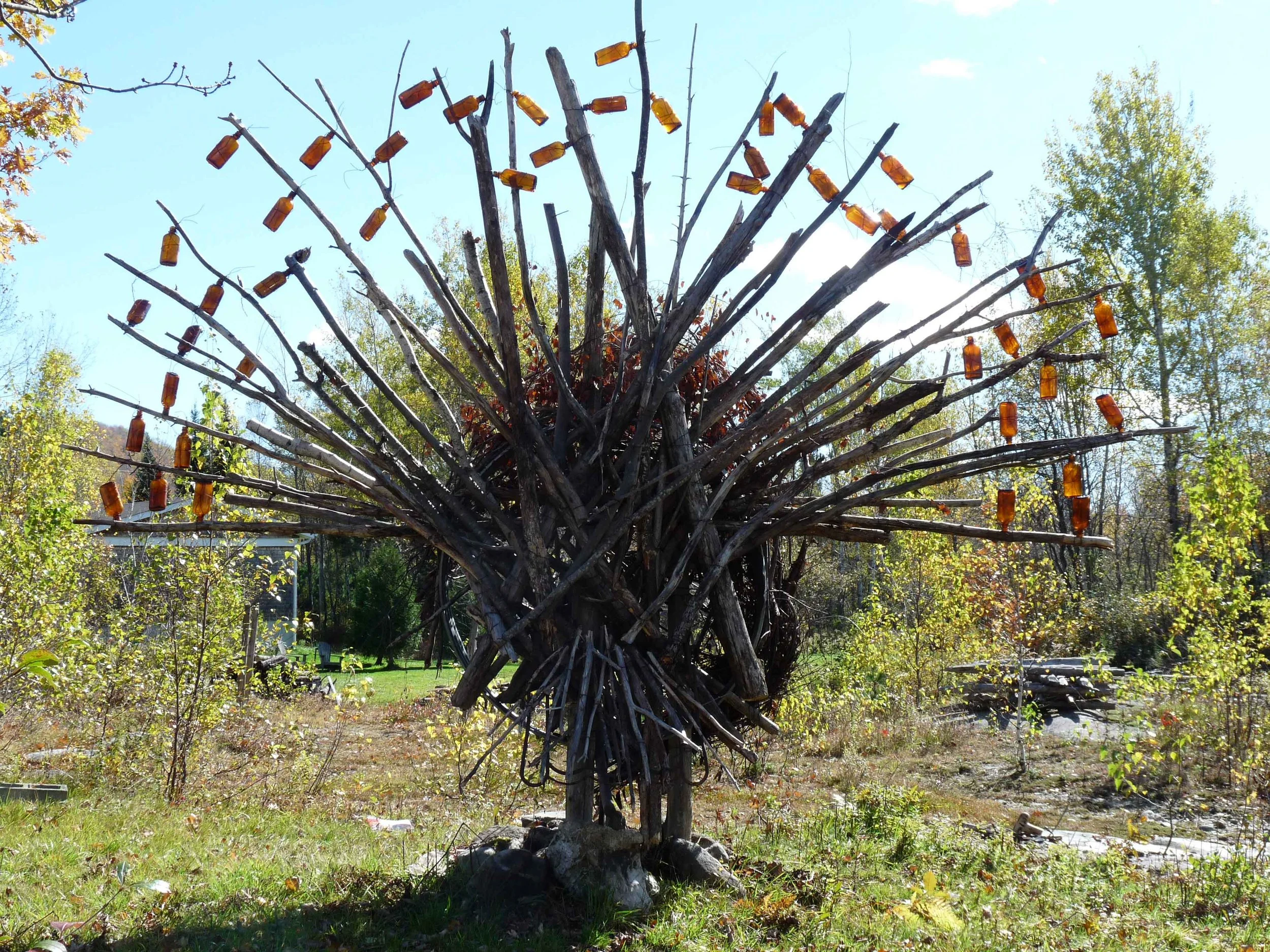 Le dindon sauvage - The Wild Turkey