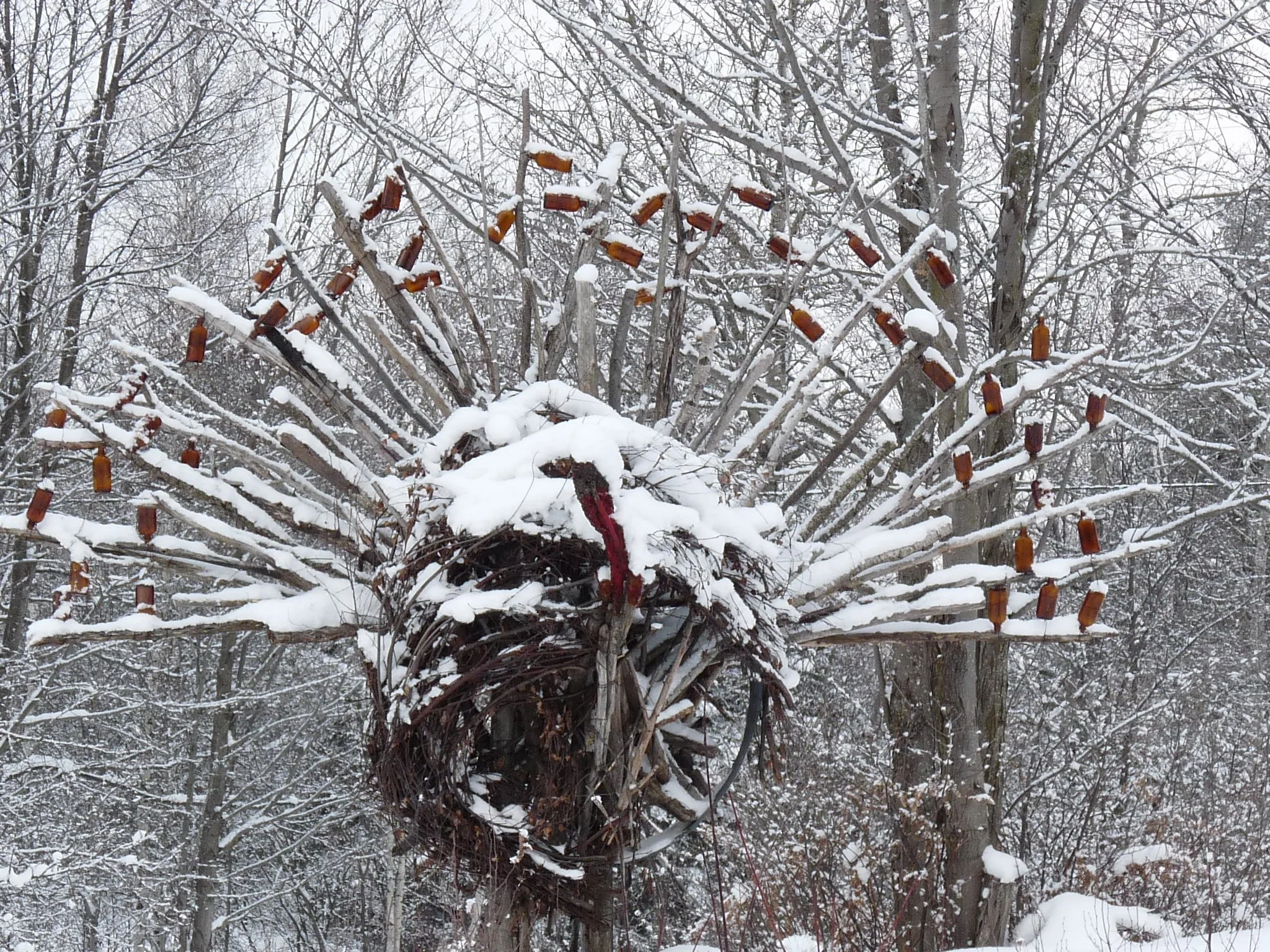 Le dindon sauvage - The Wild Turkey