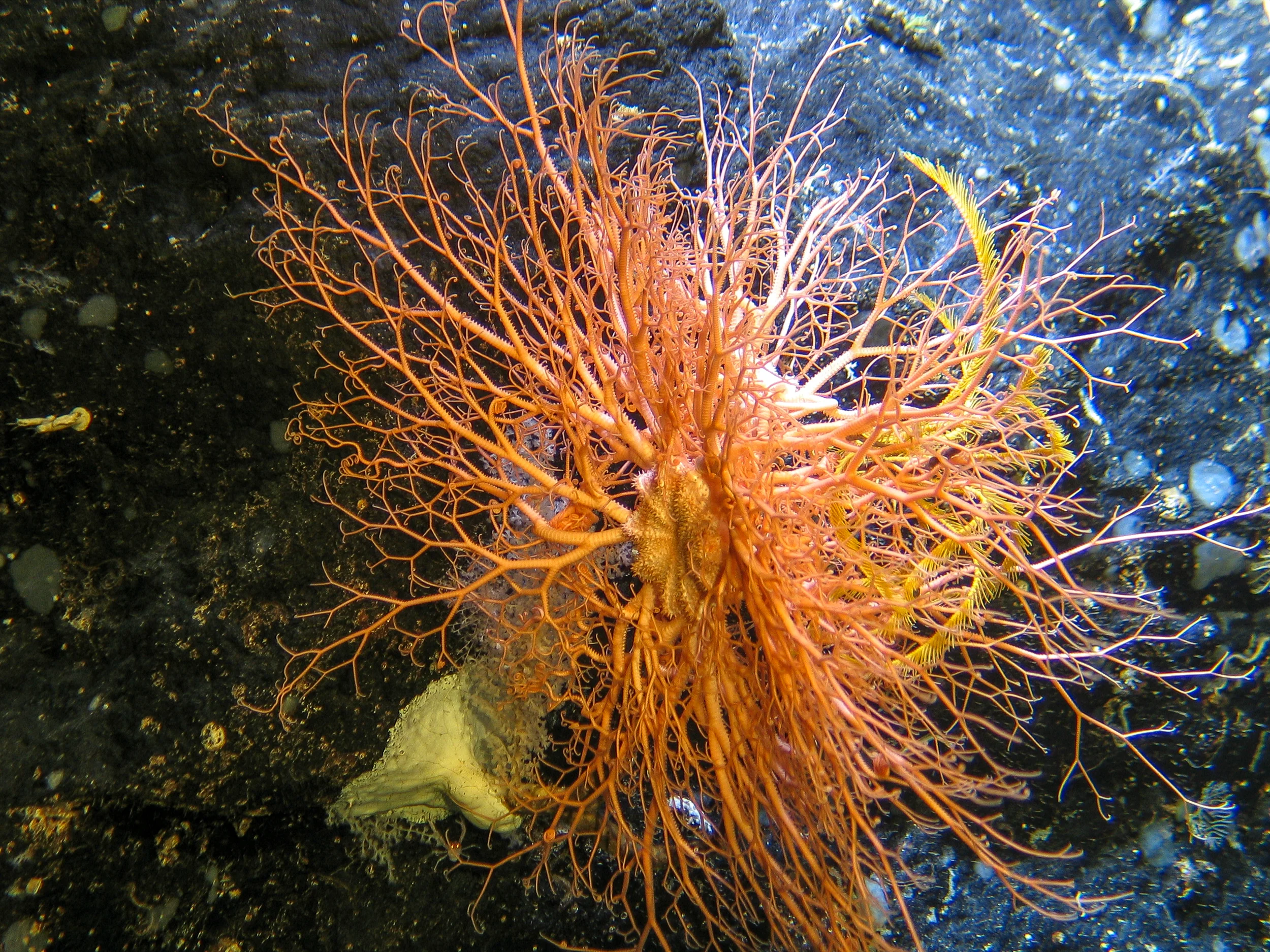 2011-11-12_10-28-22_James Cook_JC066_4_2_ROV01.jpg