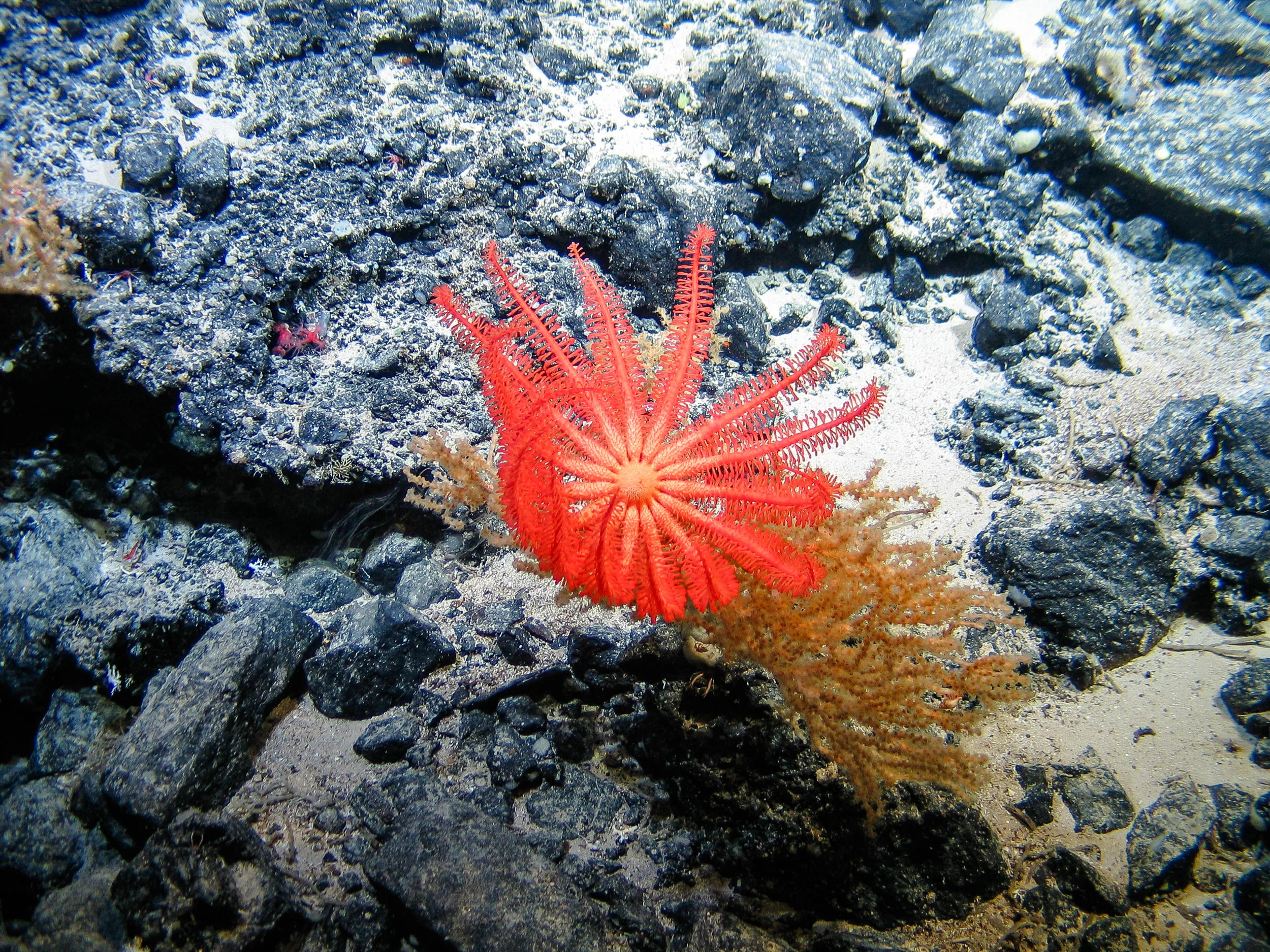 2011-11-26_09-35-26_James Cook_JC066_5_24_ROV10.jpg