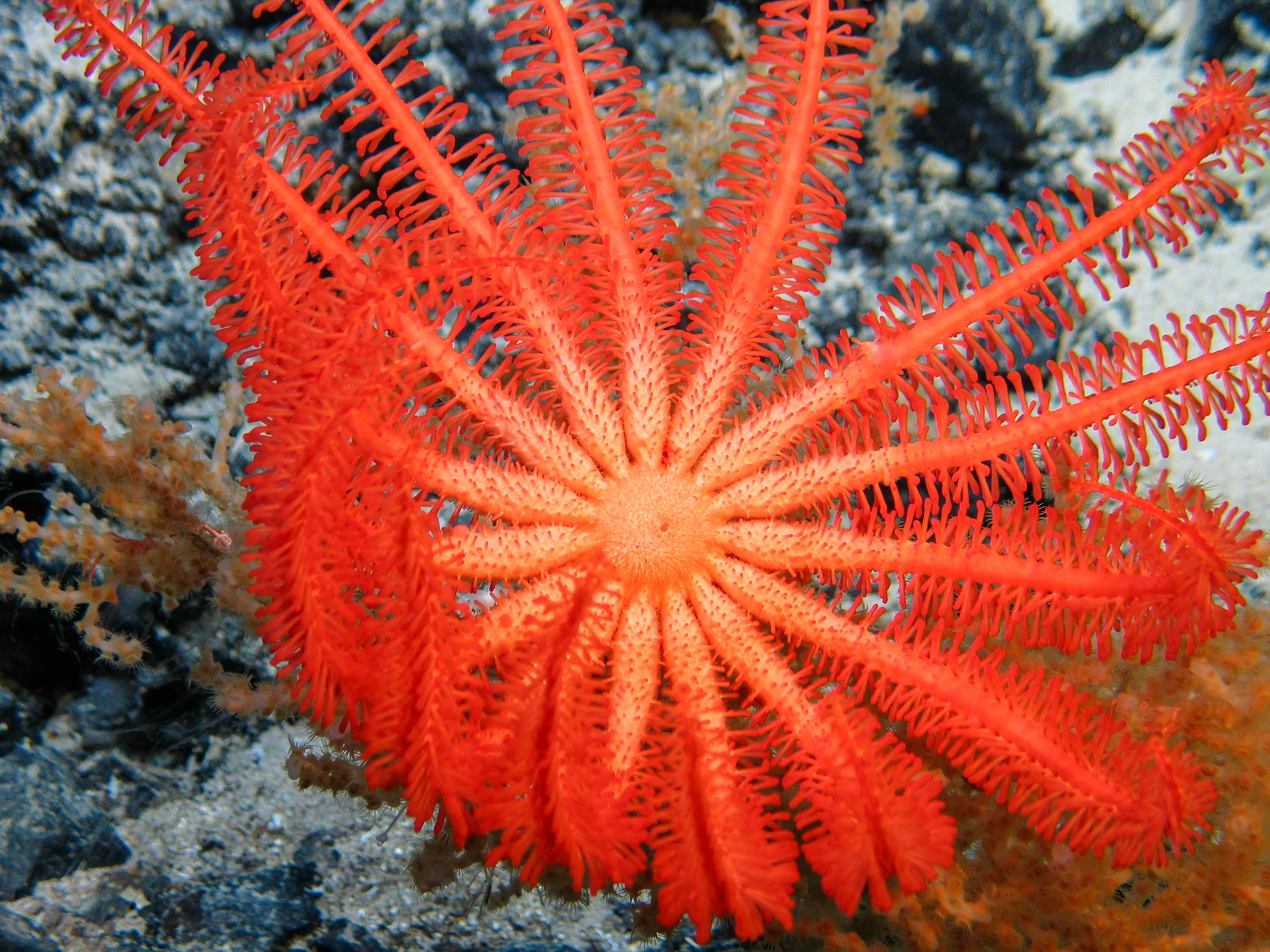 2011-11-26_09-35-45_James Cook_JC066_5_24_ROV10.jpg