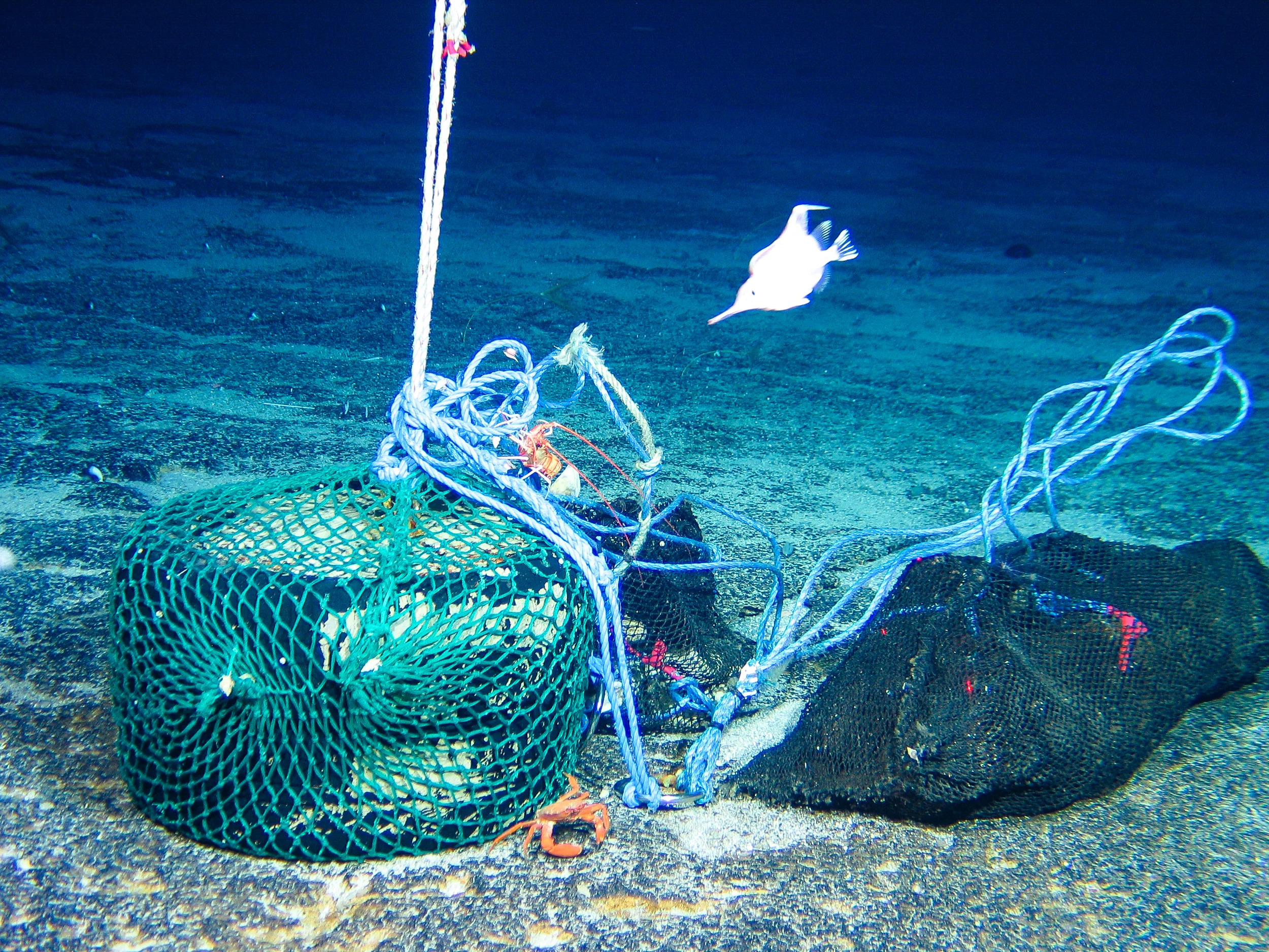 2011-12-09_05-25-19_James Cook_JC066_8_3_ROV15.jpg