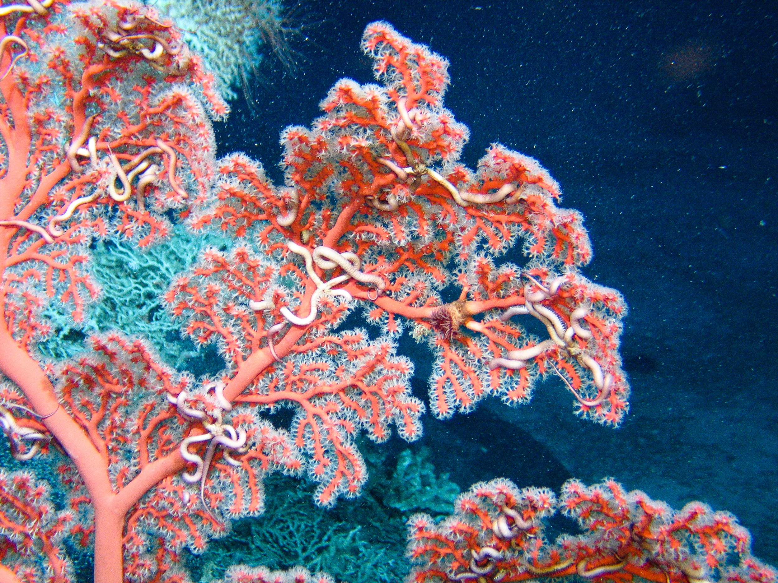 2011-12-13_10-14-30_James Cook_JC066_8_22_ROV17.jpg
