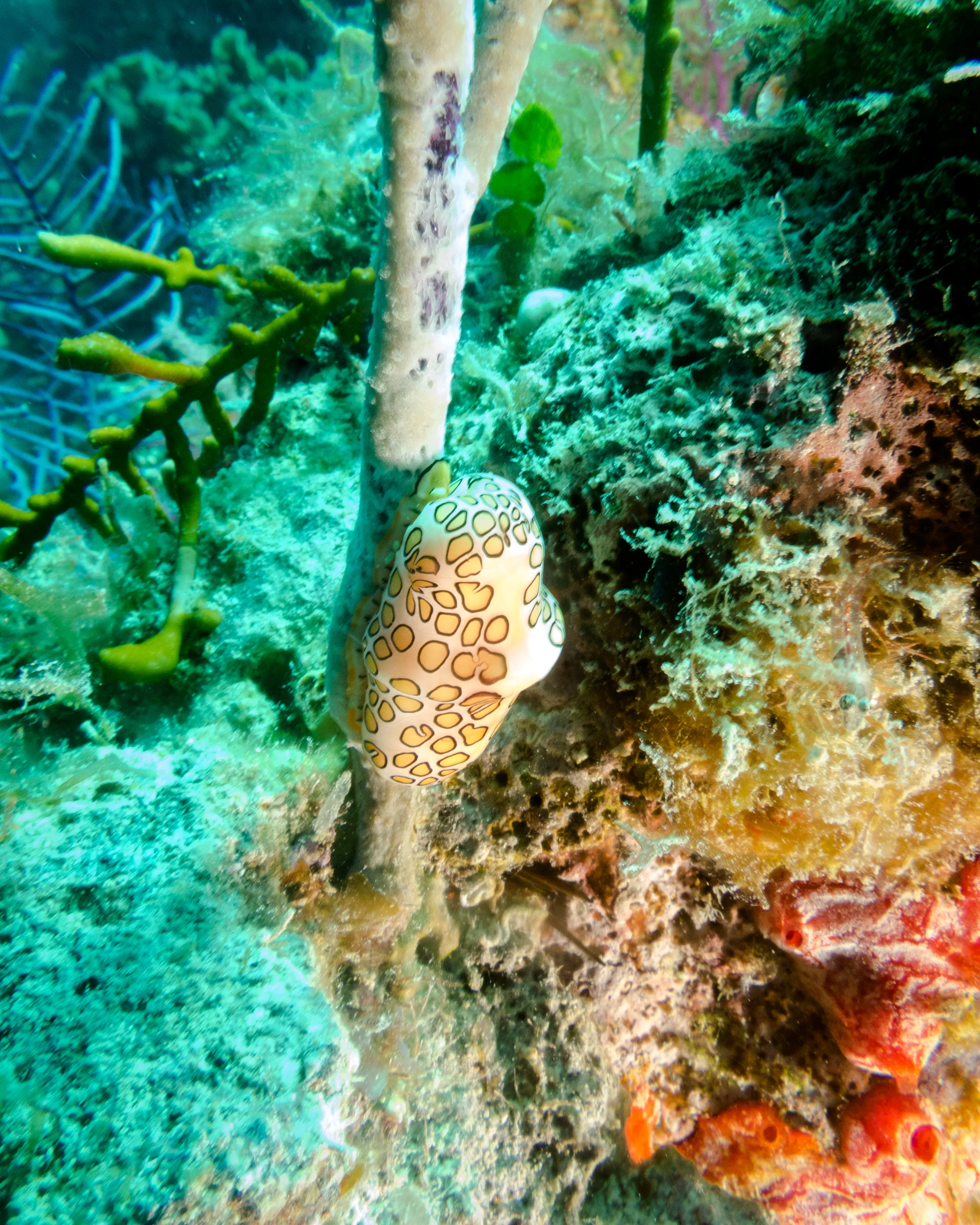 IMG_1260.jpg
