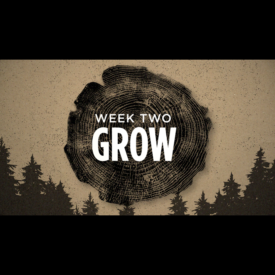 Rooted - Week 2