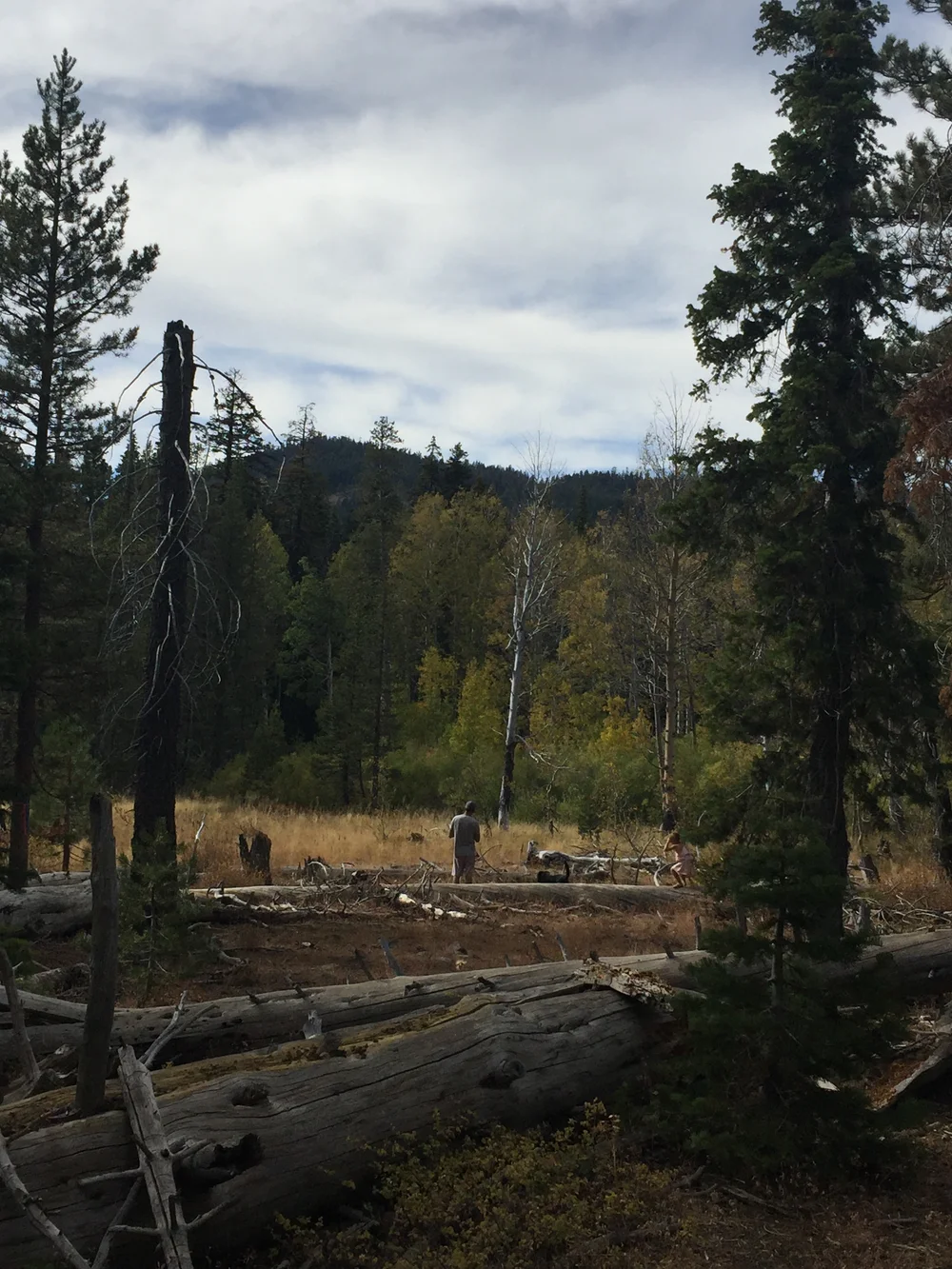 First glimpse of the meadow