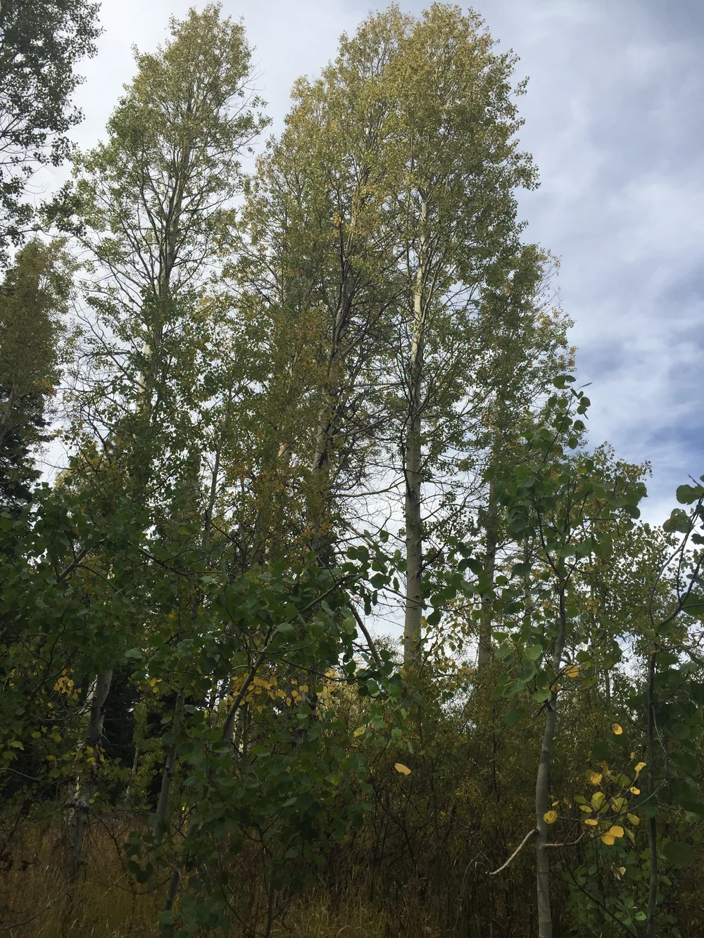 Fall colors, fall sky