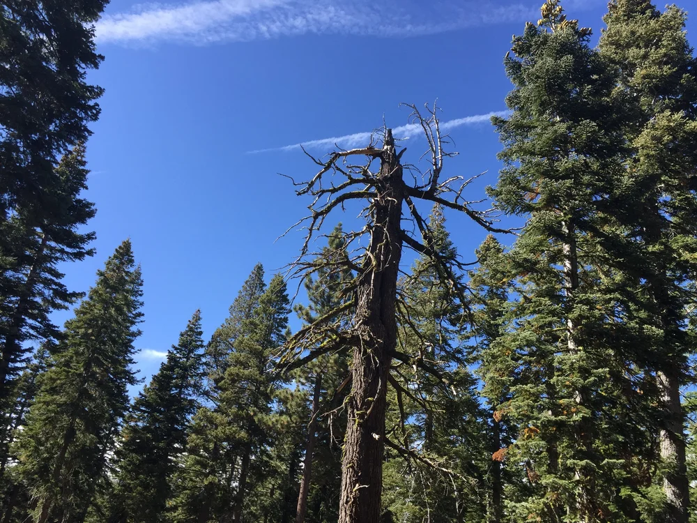 Skeleton tree on the path to Page