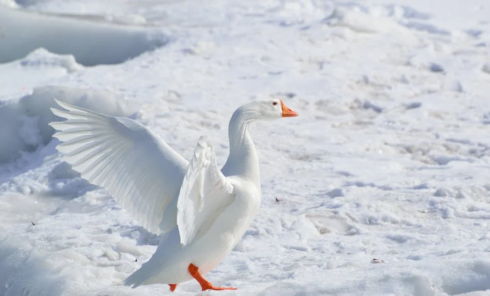 Winter Birding from the Hot Tub