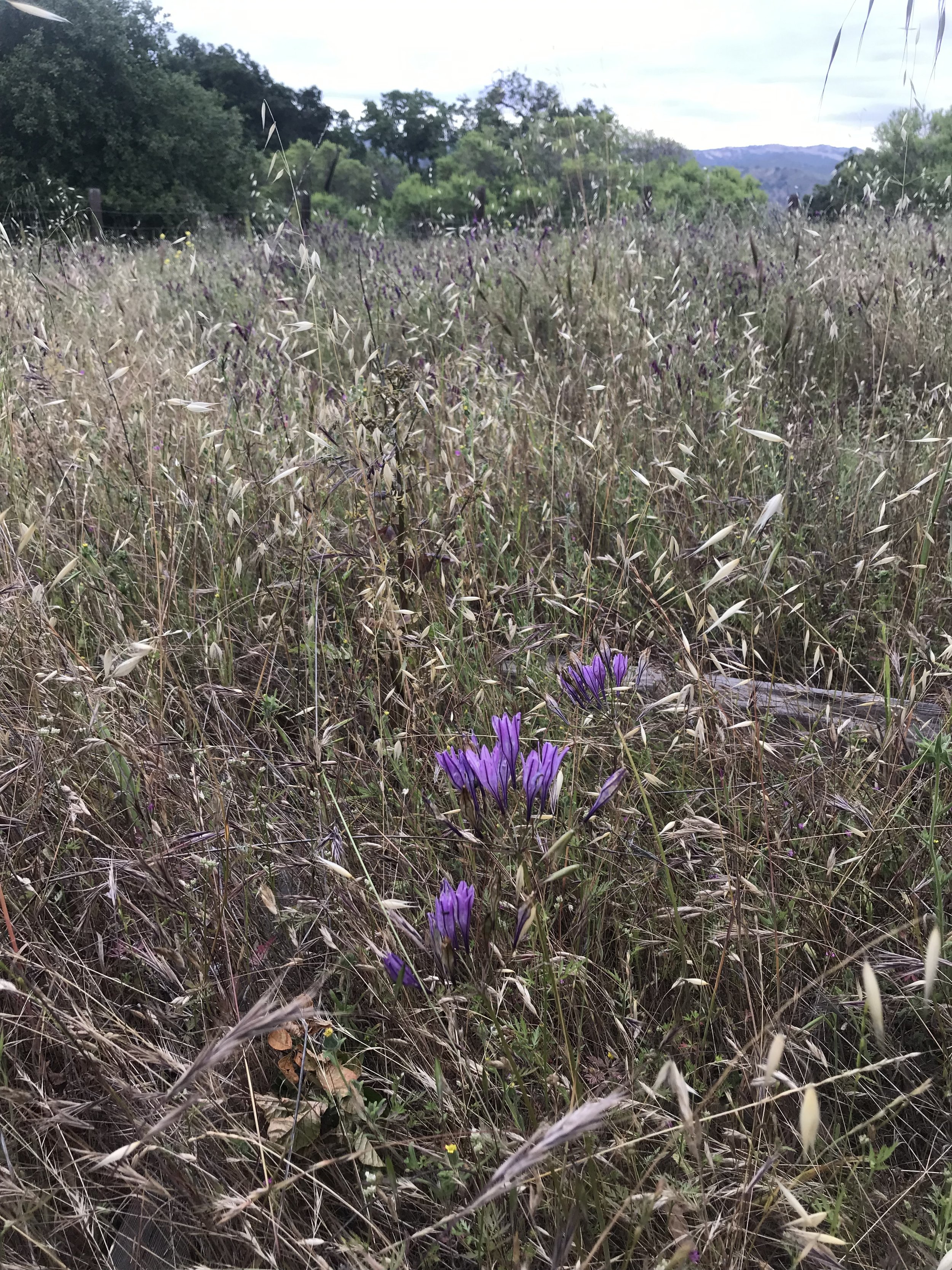 LOGUE CABIN: A Travelogue: Henry Coe State Park &amp; "A Little Walk, Straight Up Mountains"  