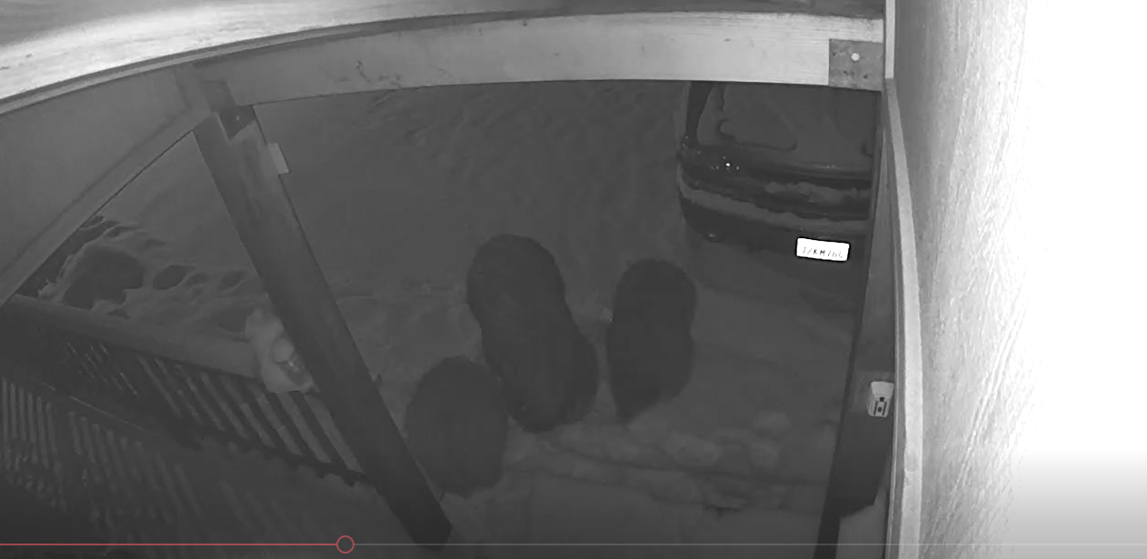 Early Morning Prowlers at Happy Cabin