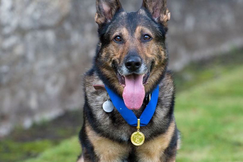 PD-Finn-with-prestigious-PDSA-Gold-Medal-002jpeg.jpg
