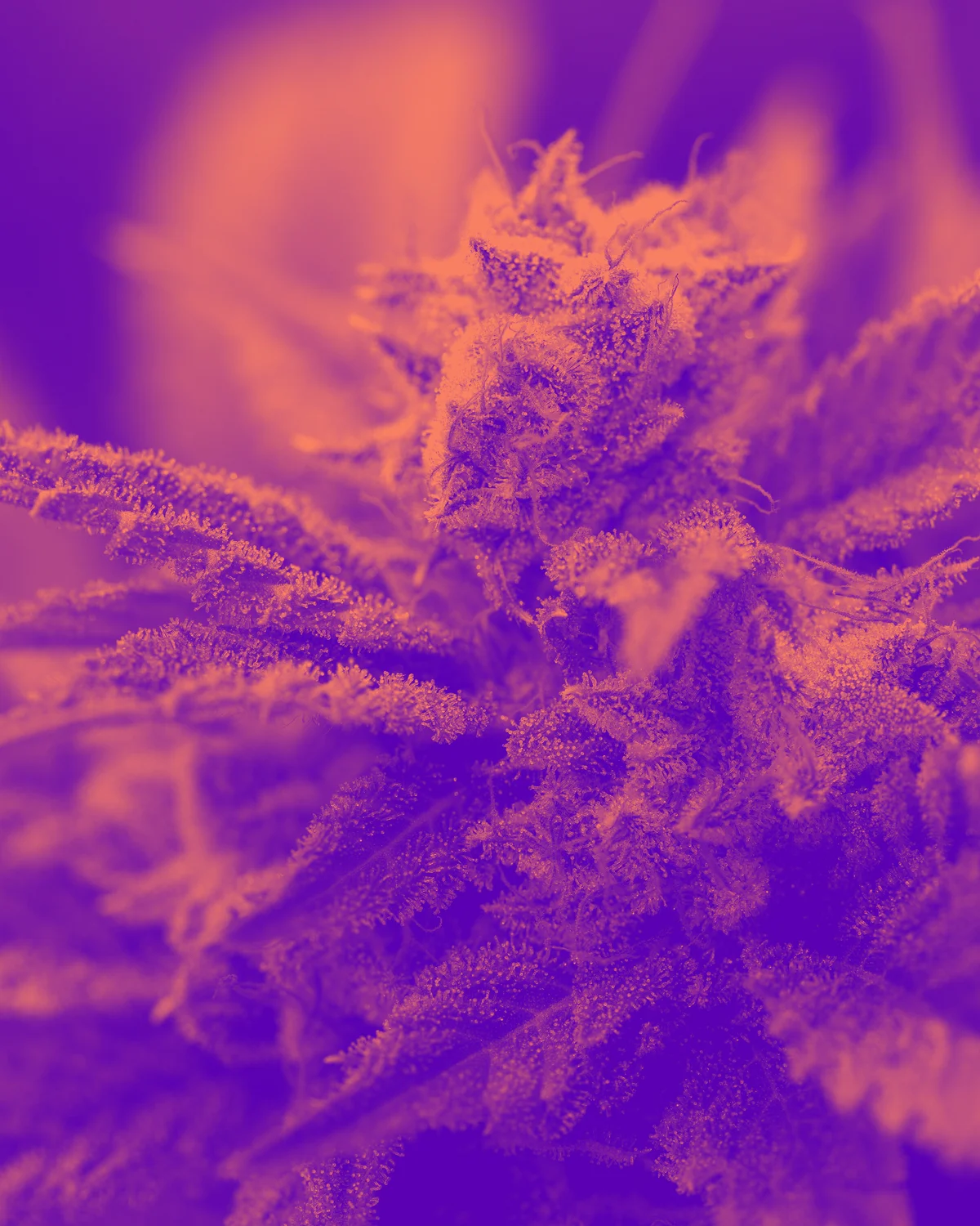 strains-bizz-02_duotone.jpg