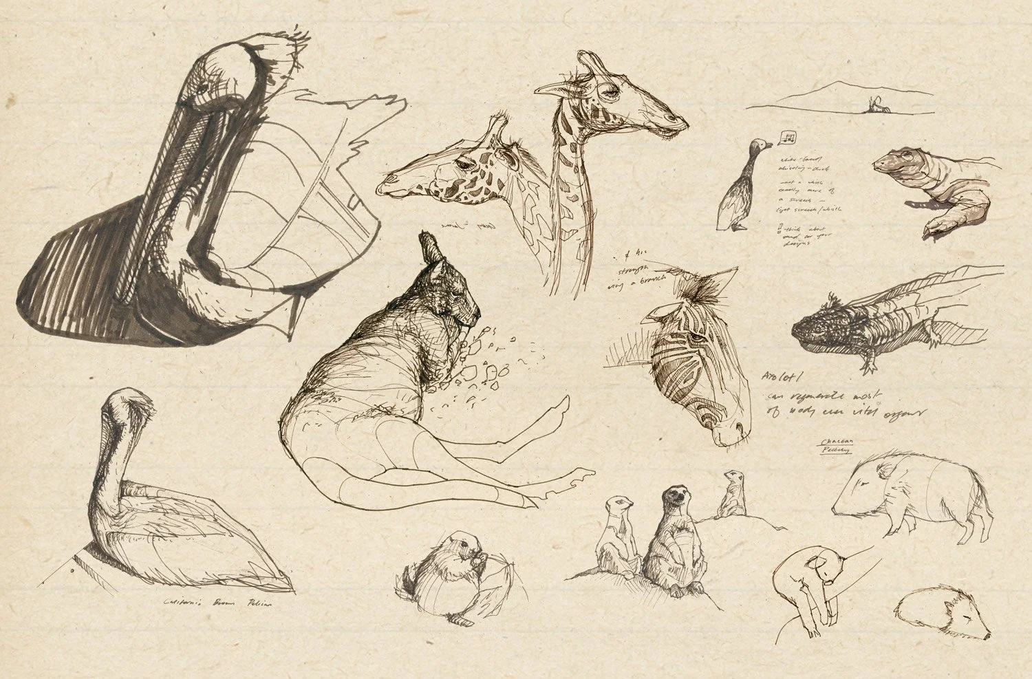 zoo-sketches.jpg