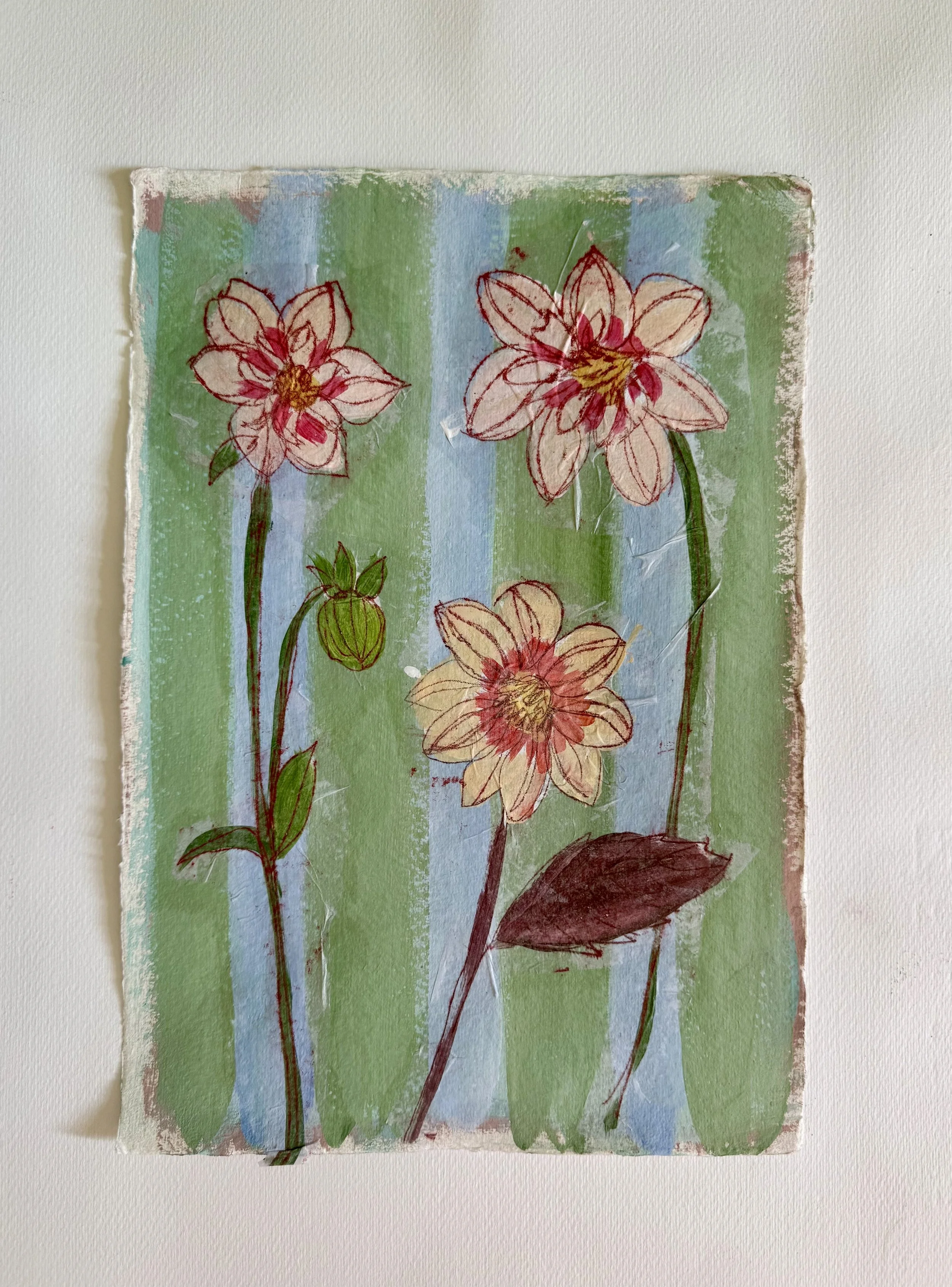dahlia 7
