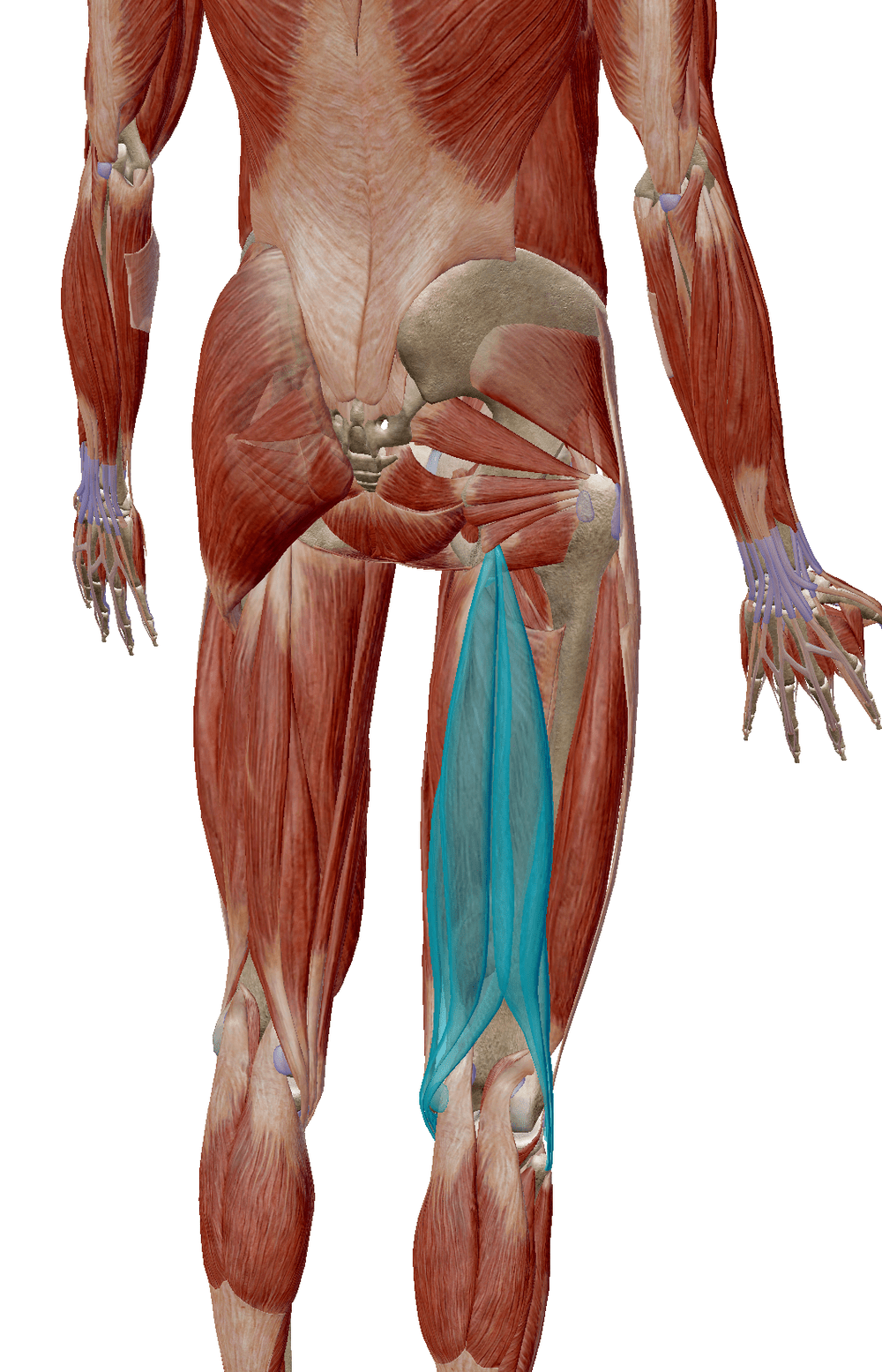 Glute Hamstring And Tfl Maintenance Derrek Draper