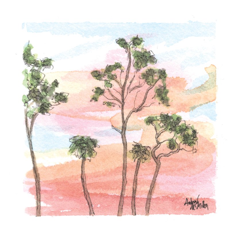 Mead Pine II. Ink & Watercolor. 2.75” x 2.75” Hahnemühle 100% mould-made watercolor paper.