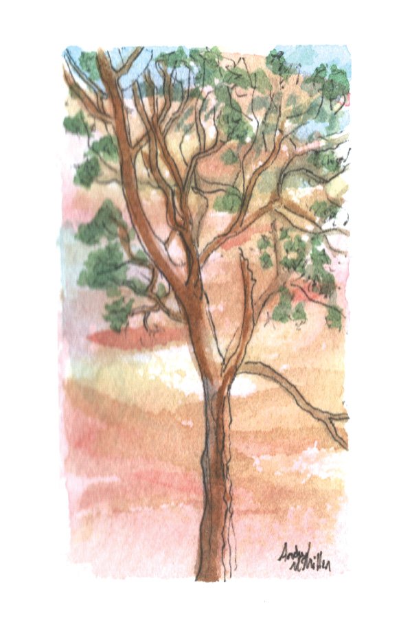 Mead Pine V. Ink & Watercolor. 3” x 2” Hahnemühle 100% mould-made watercolor paper.