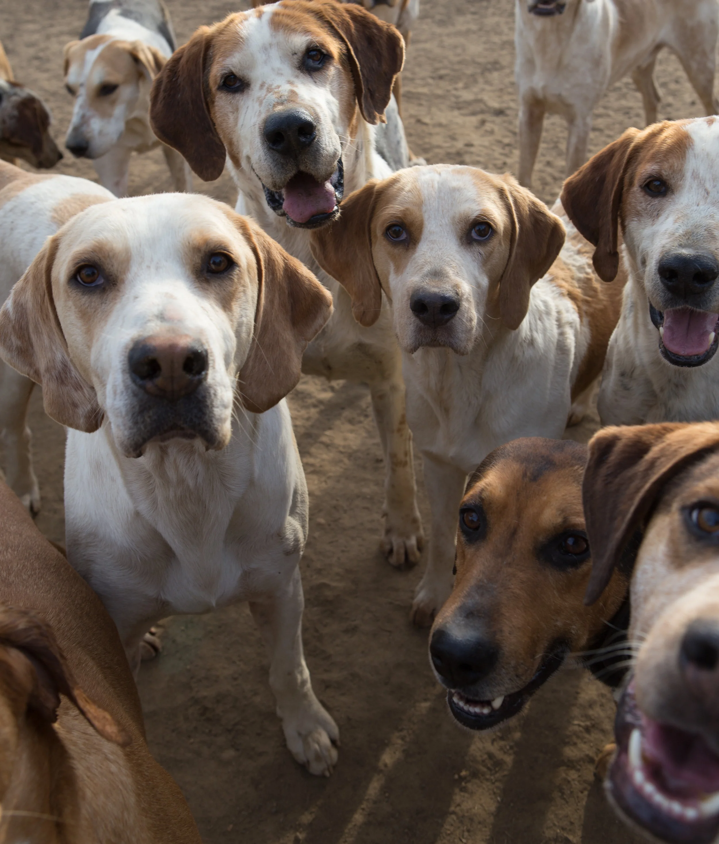 About The Hounds Monmouth Hound Welfare Foundation about the hounds monmouth hound