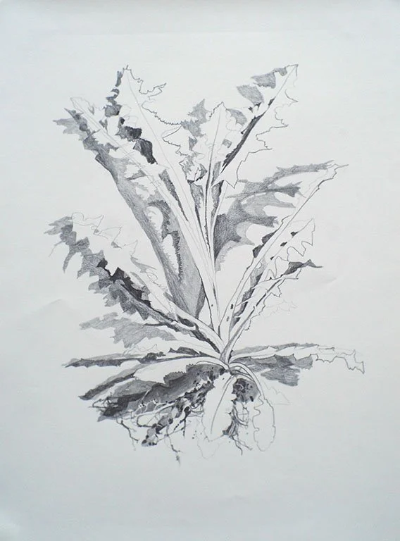 The Oldest Dandelion