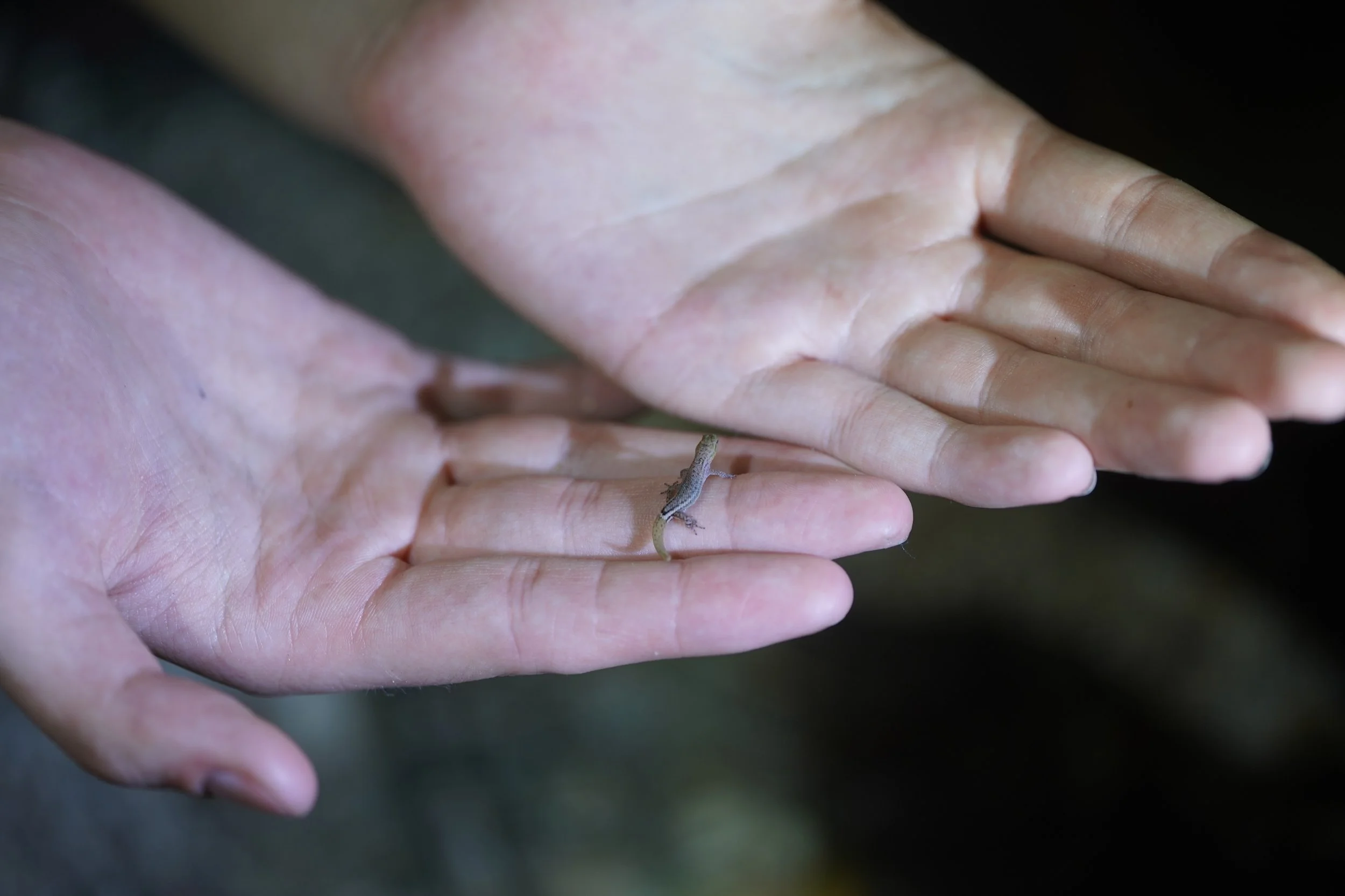 Catching Lizards